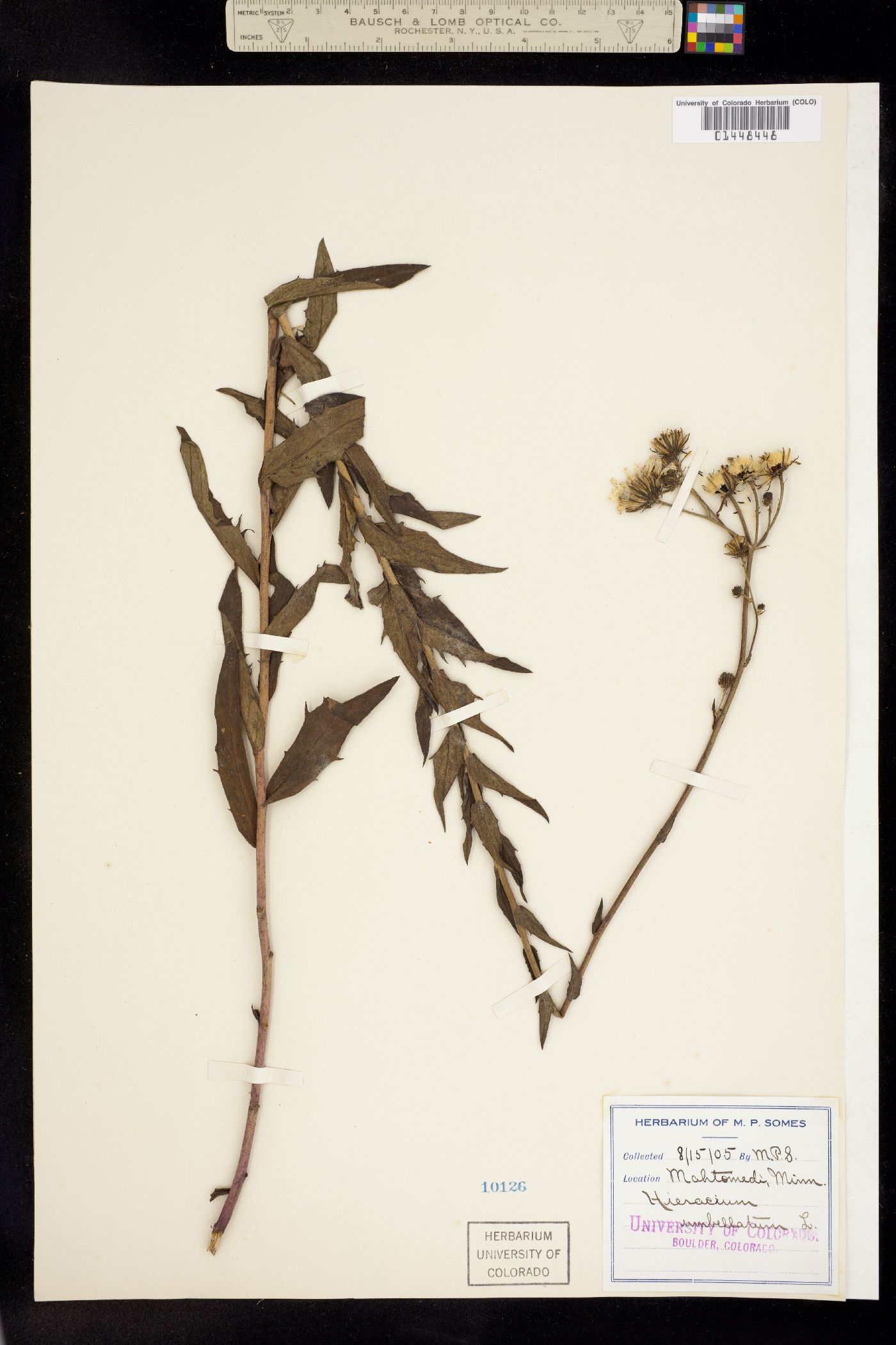 Hieracium image