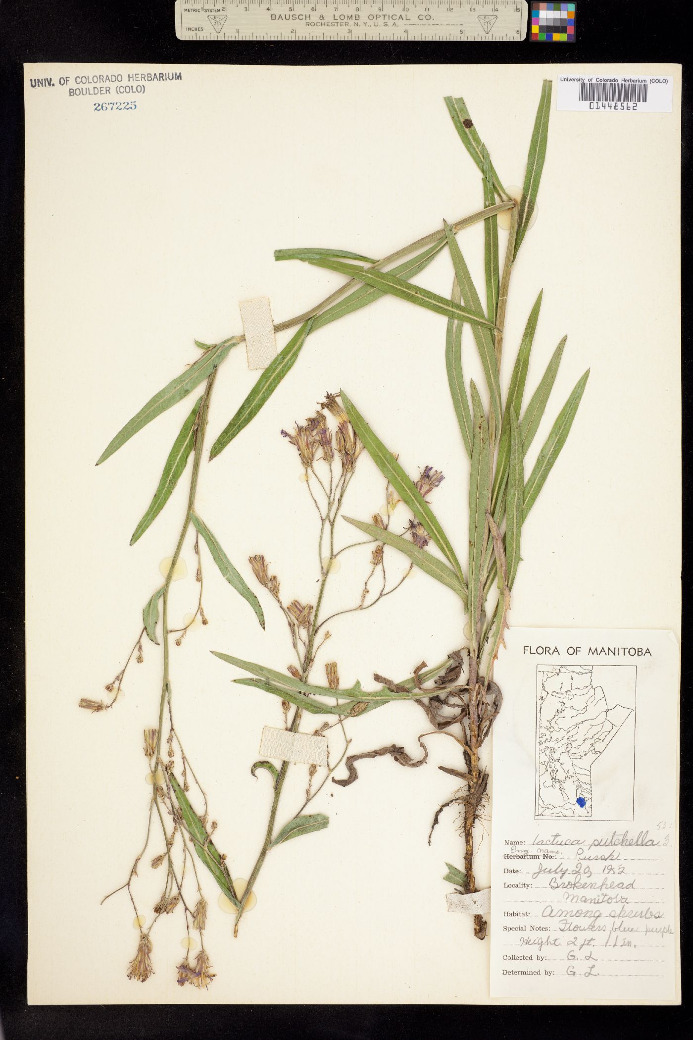 Lactuca pulchella image