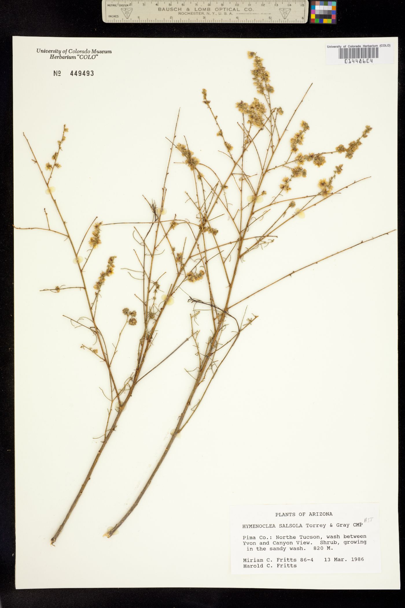 Ambrosia salsola image