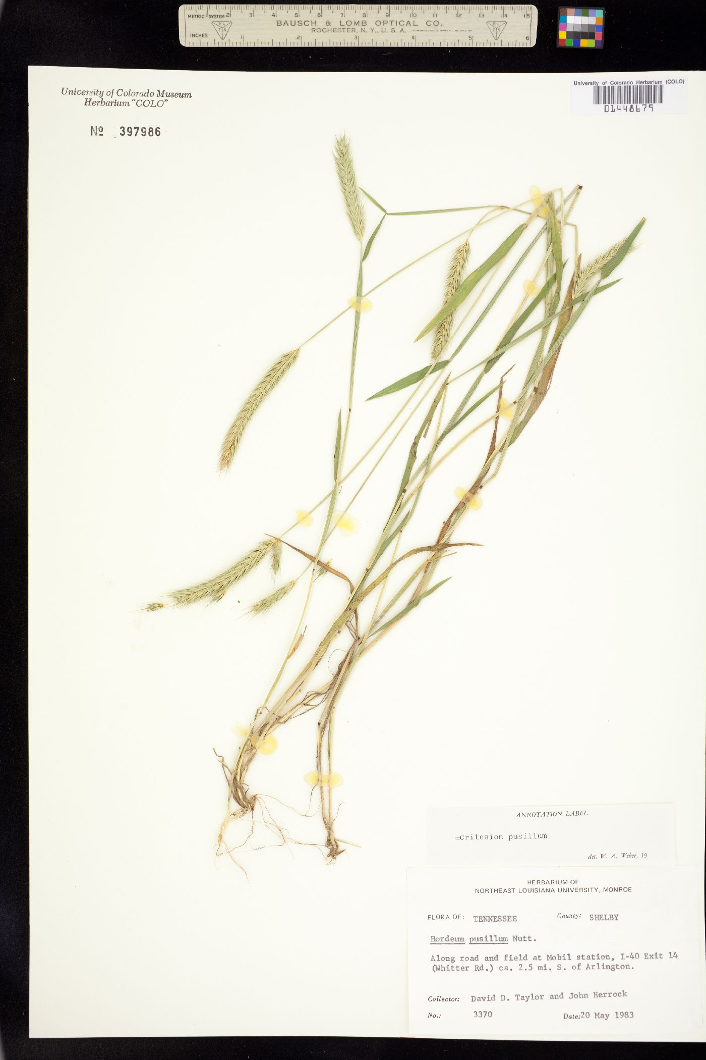 Hordeum pusillum image