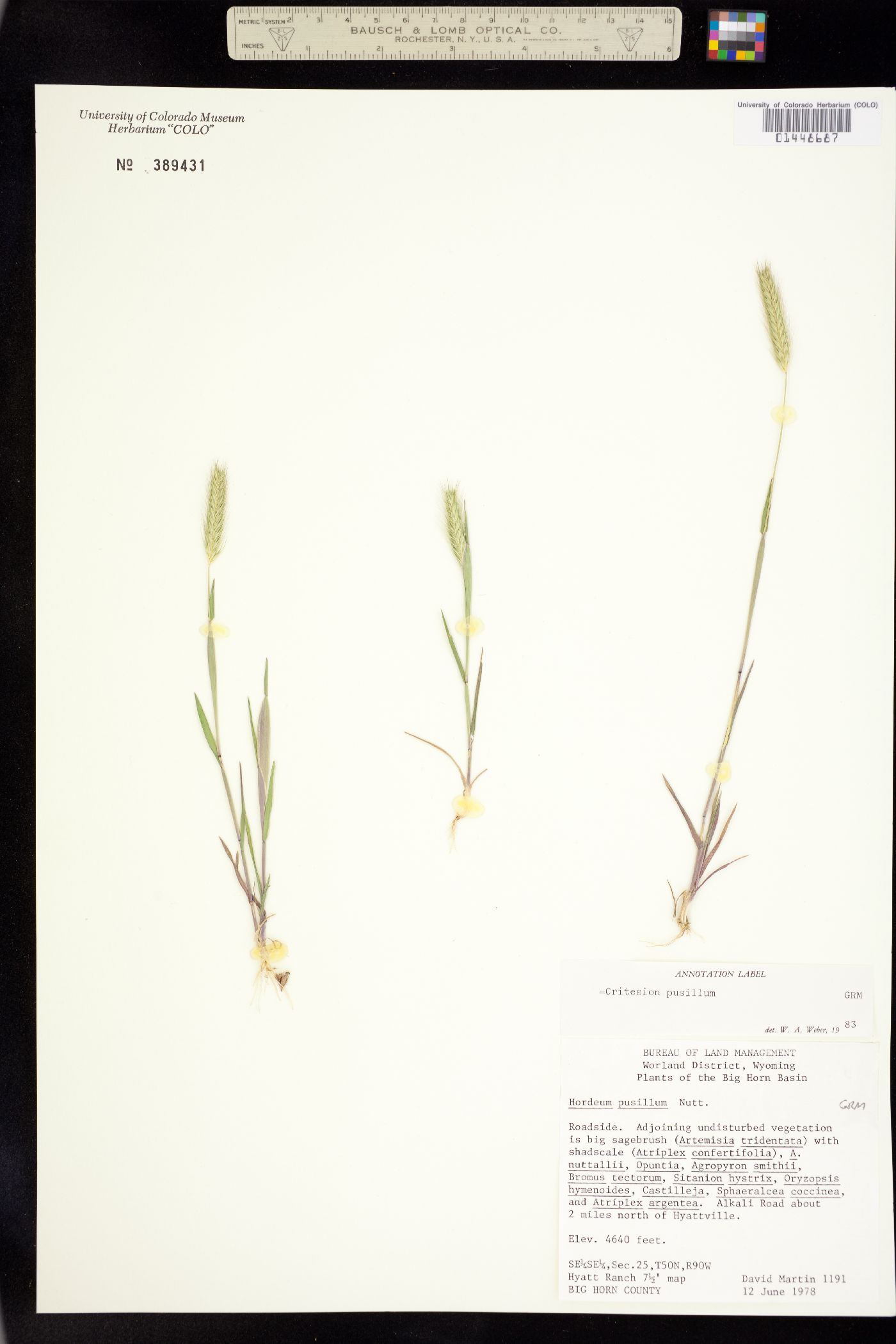 Hordeum image