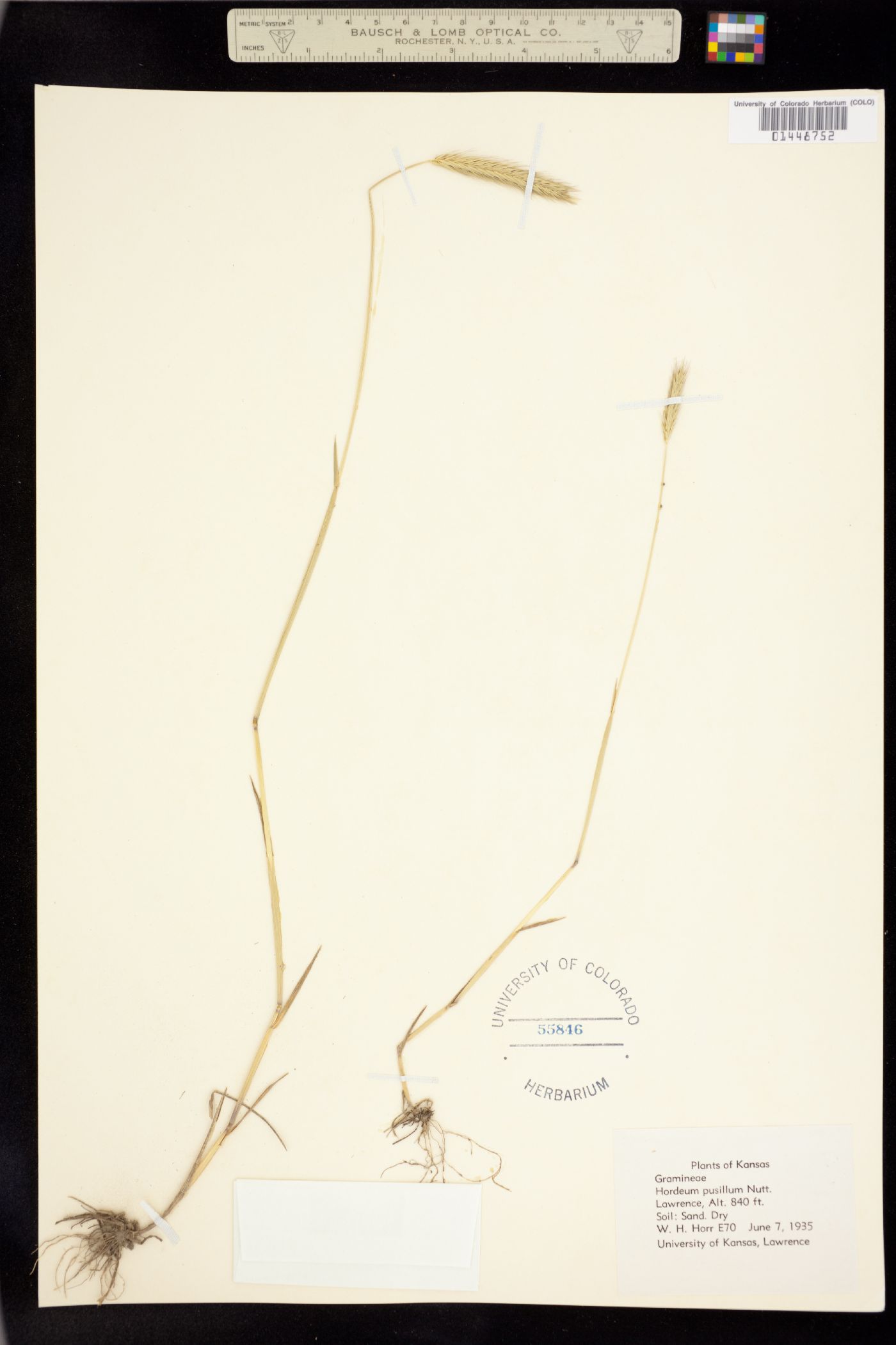 Hordeum pusillum image