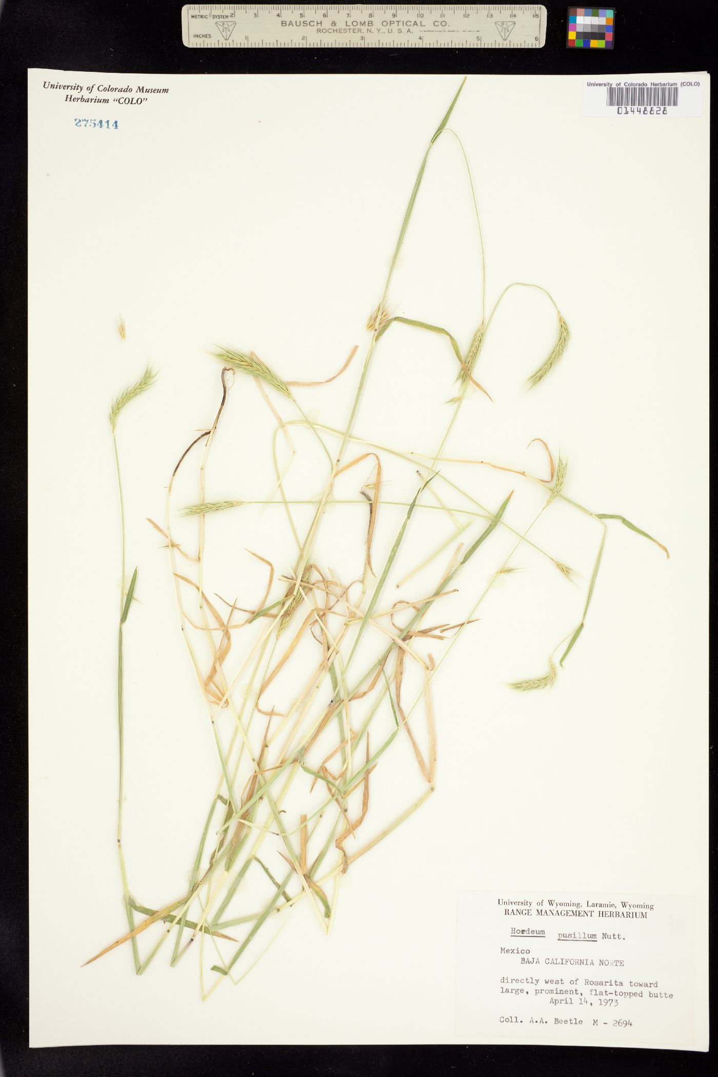 Hordeum pusillum image