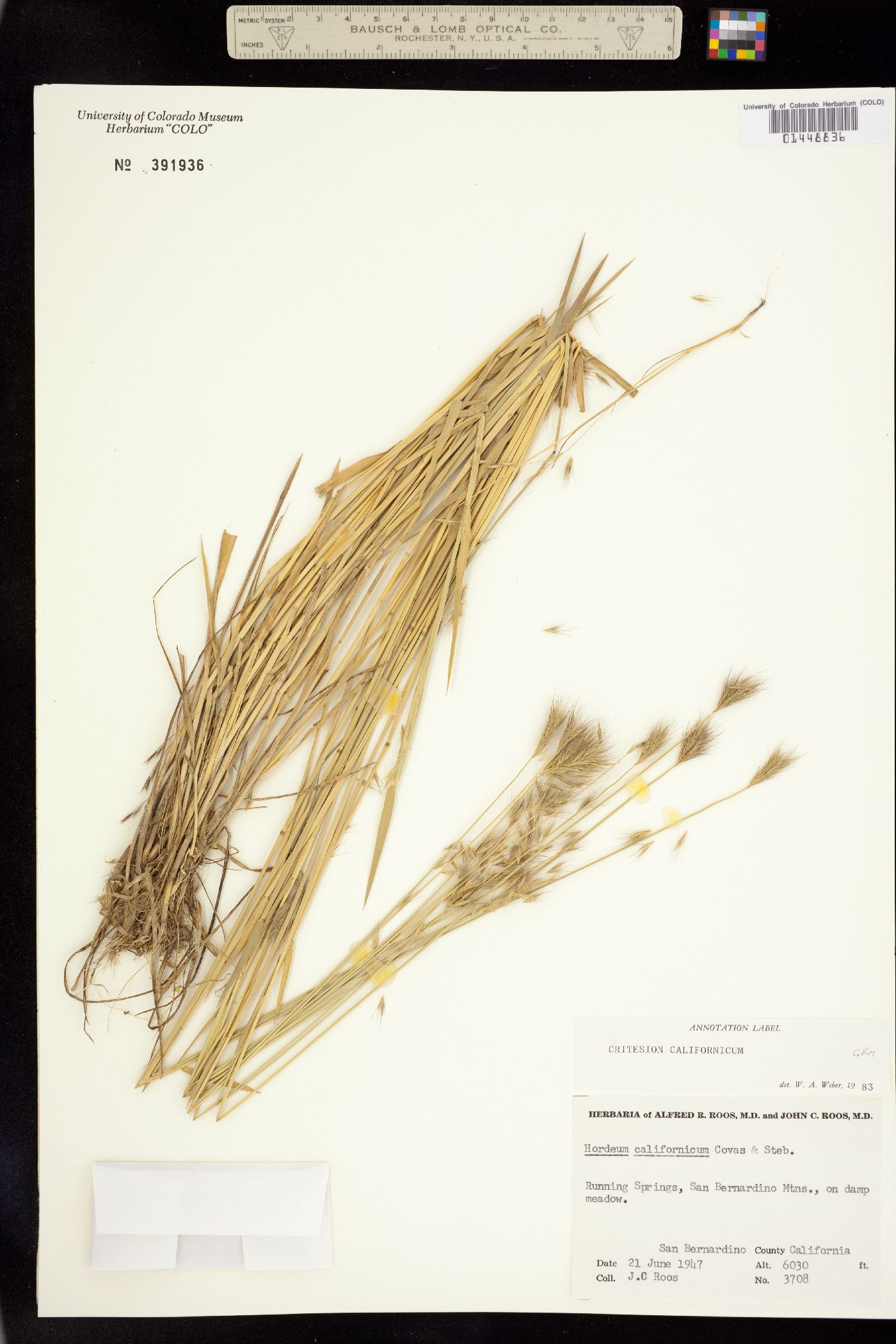 Hordeum brachyantherum image