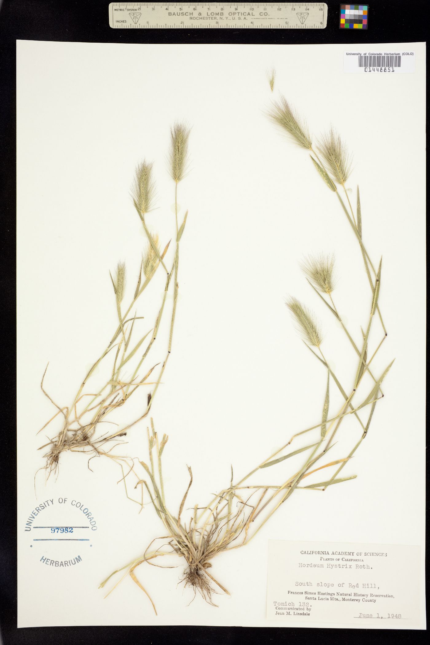 Hordeum marinum ssp. gussoneanum image