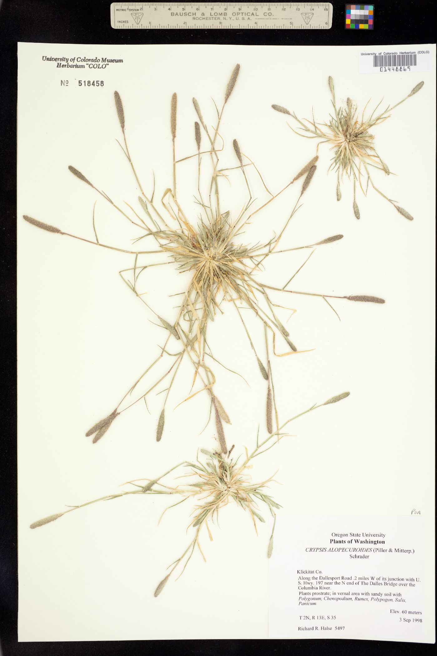 Crypsis alopecuroides image