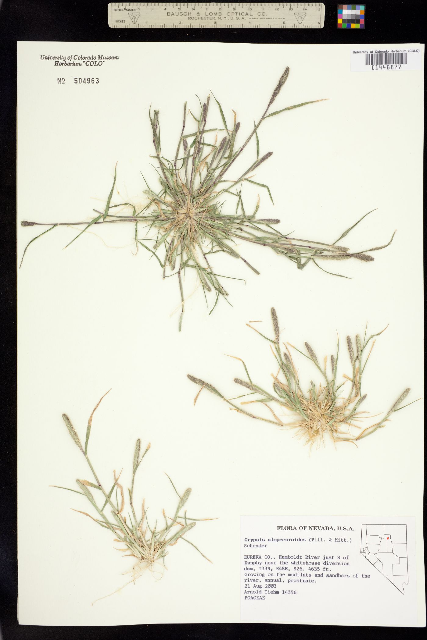 Crypsis alopecuroides image