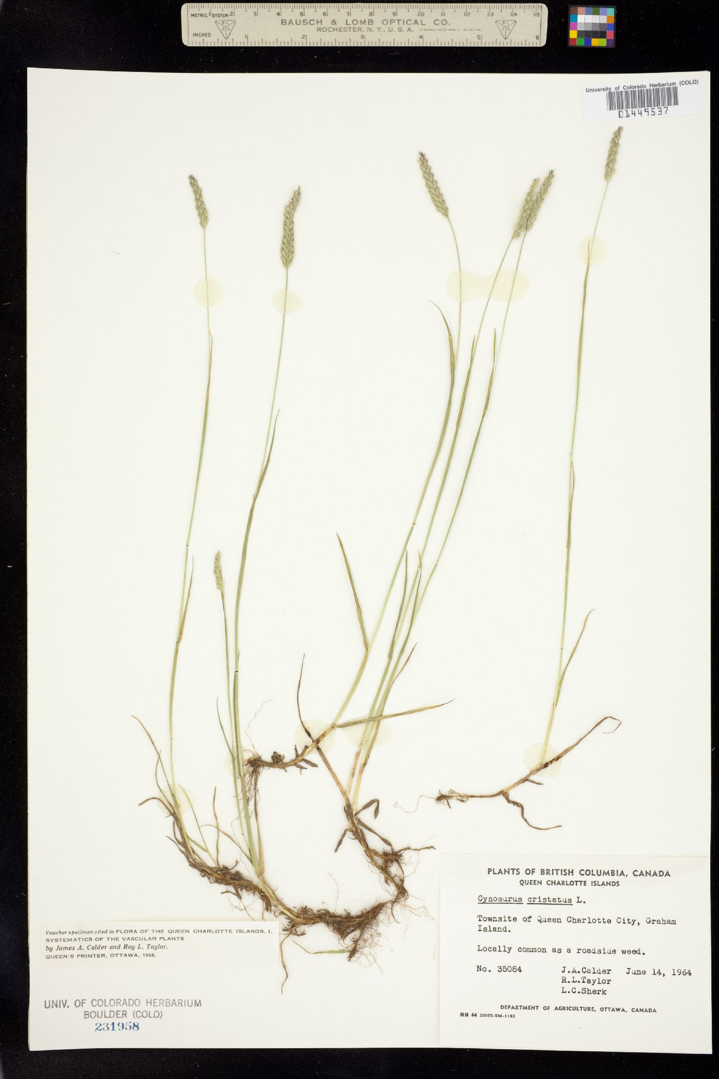 Cynosurus image