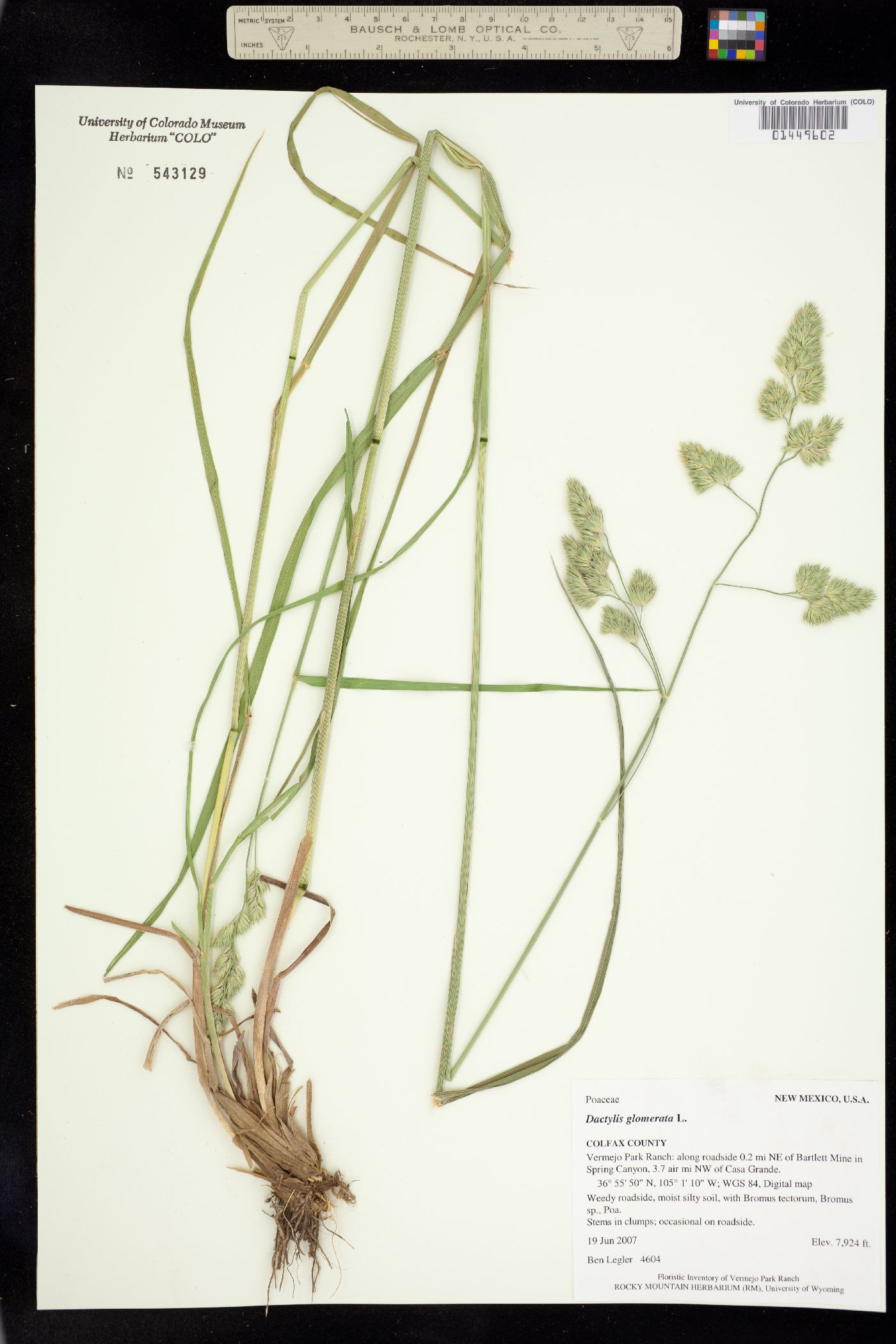 Dactylis glomerata image