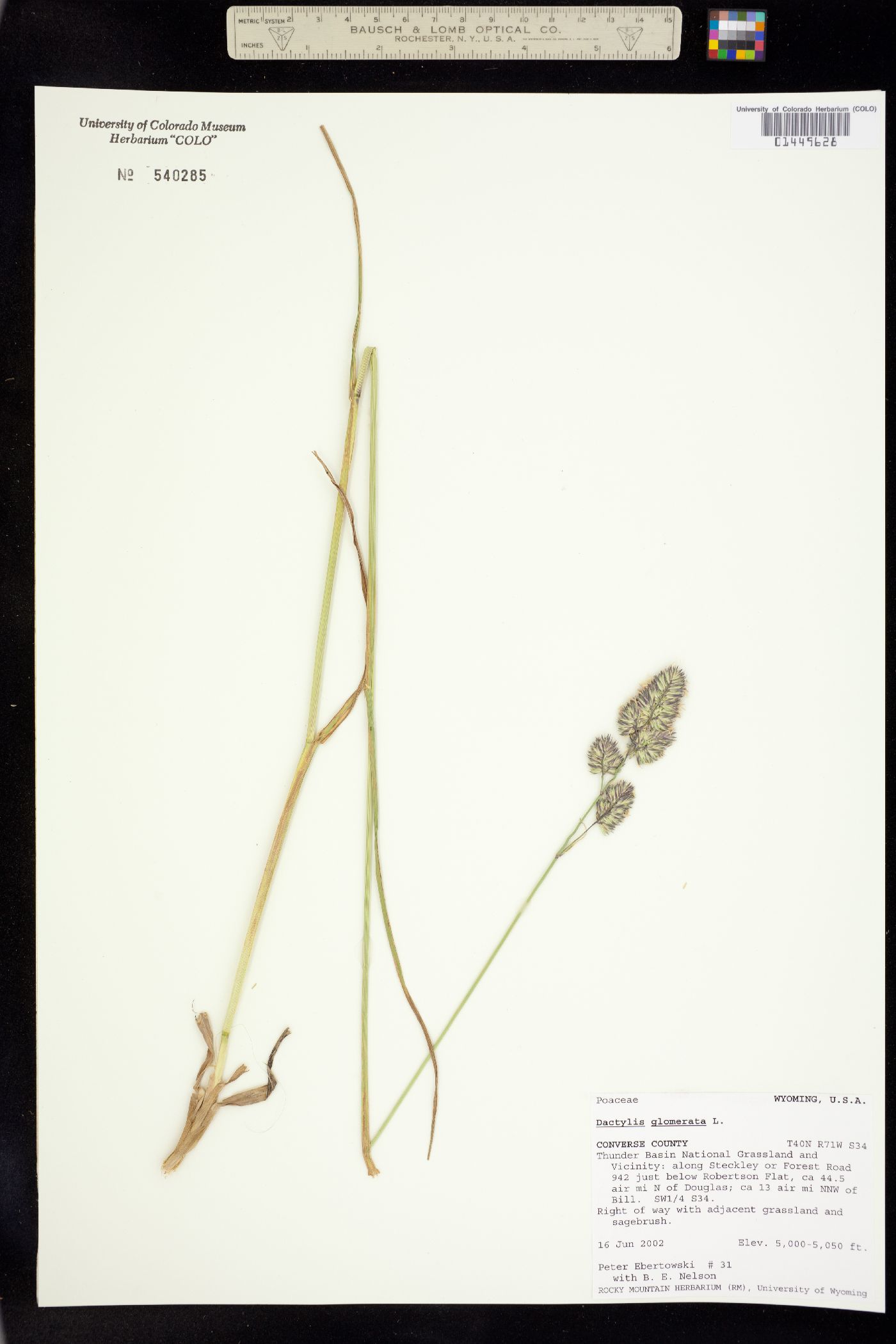 Dactylis glomerata image