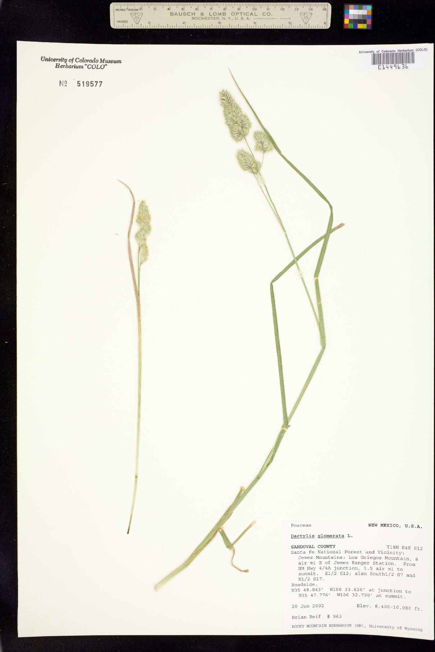 Dactylis glomerata image