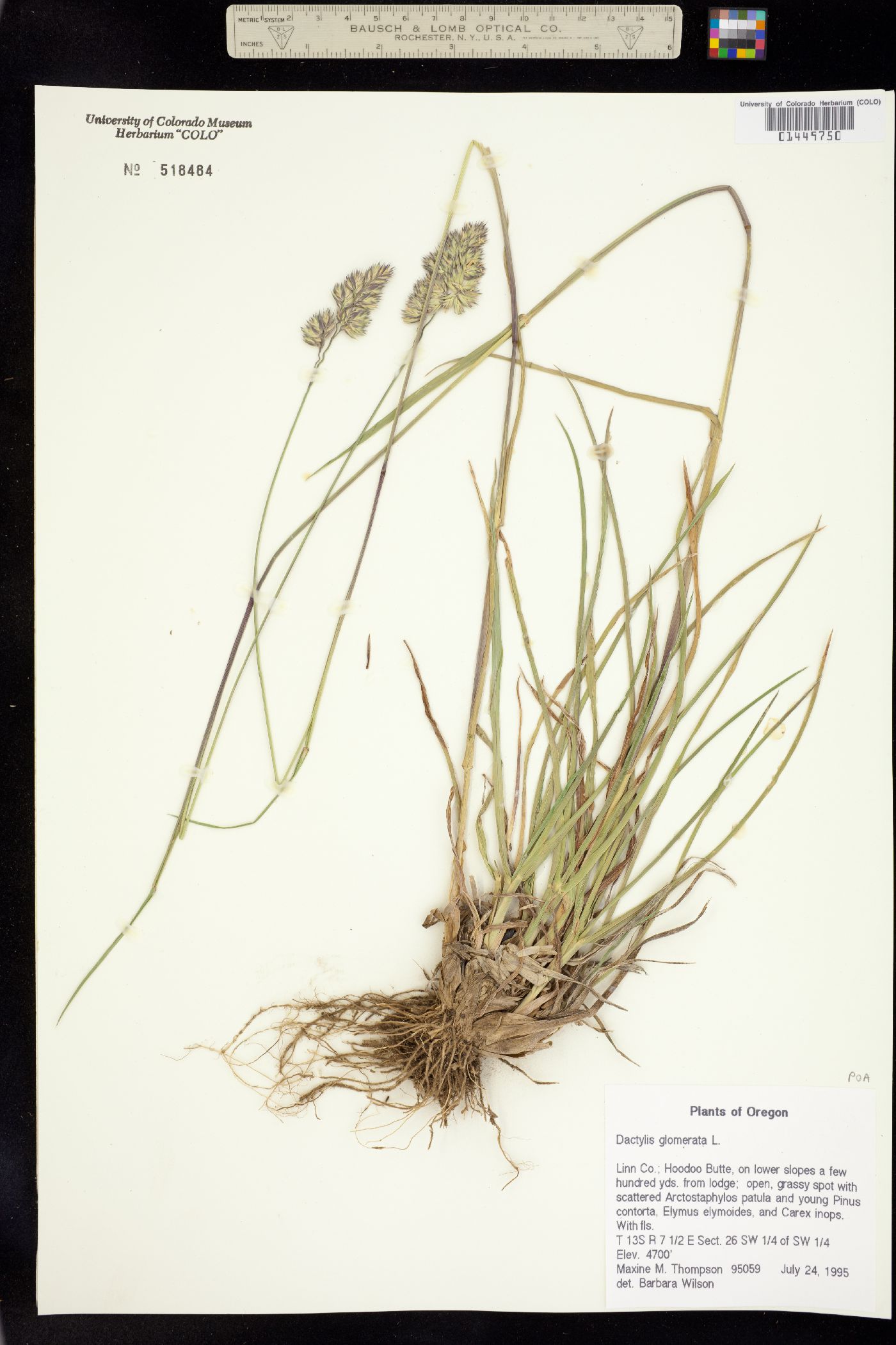 Dactylis glomerata image