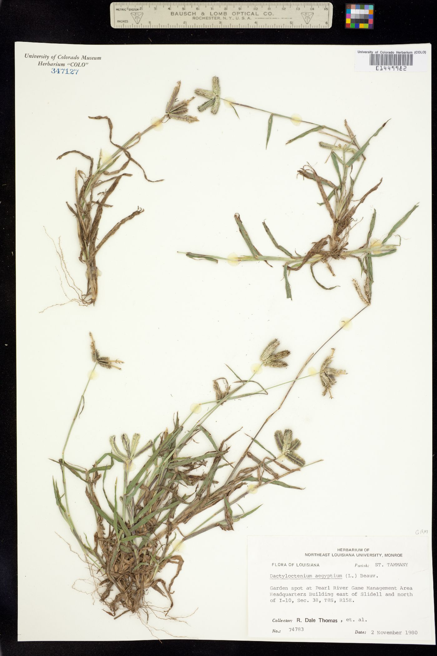 Dactyloctenium aegyptium image