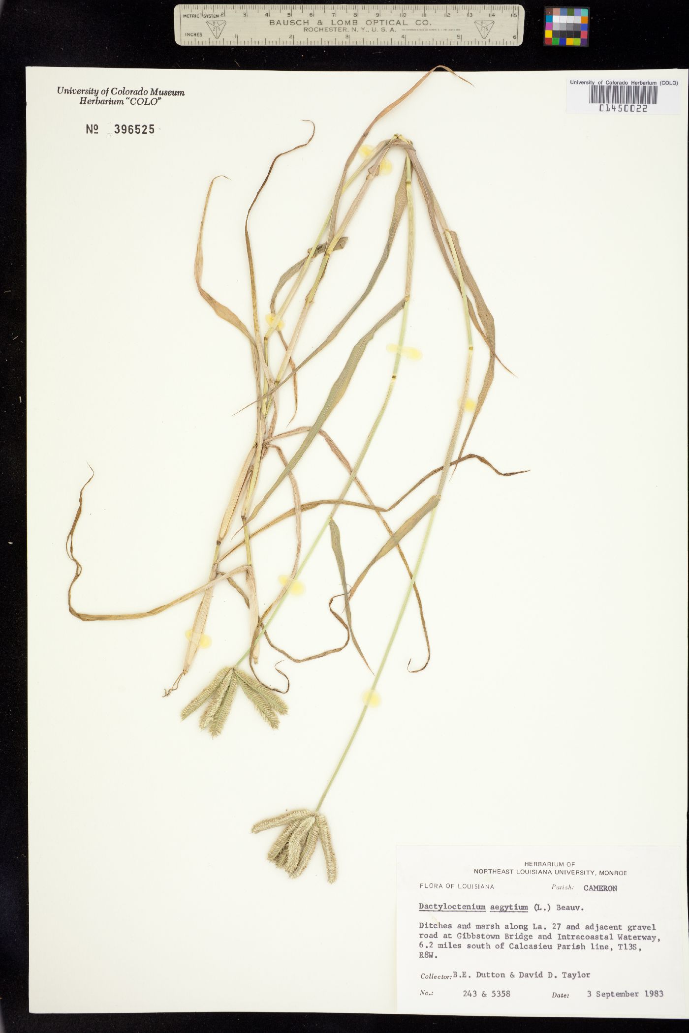 Dactyloctenium image