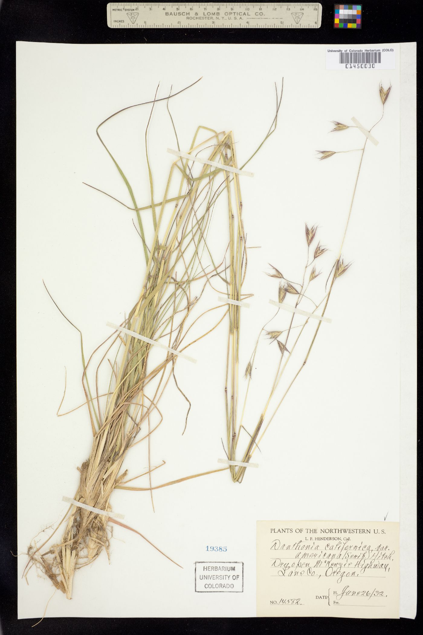 Danthonia californica image