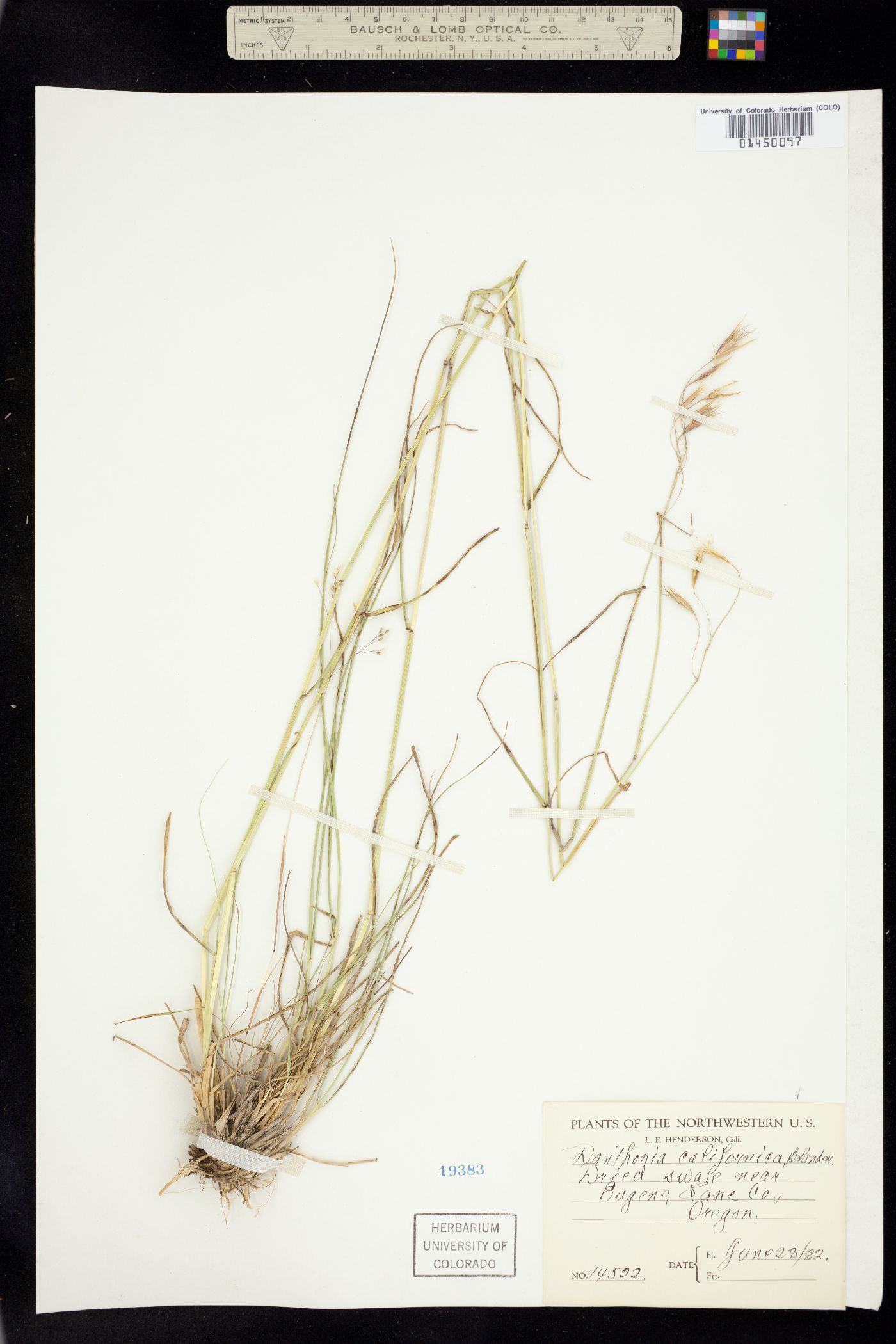 Danthonia californica image