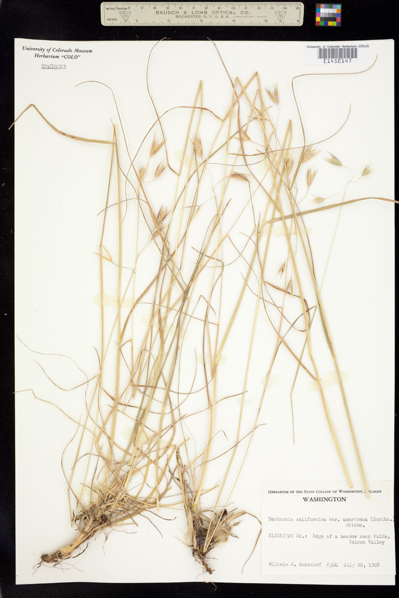 Danthonia californica image