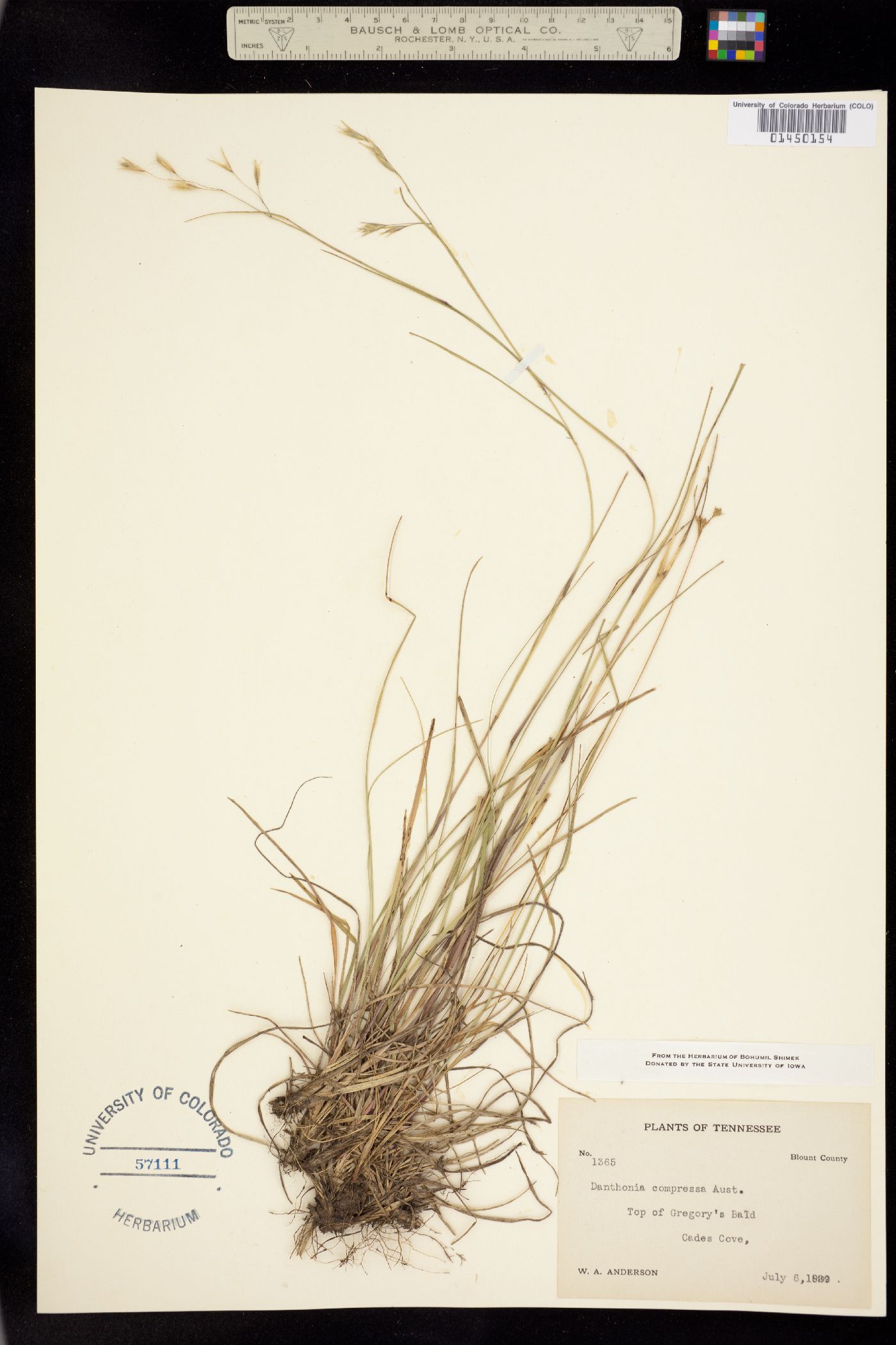 Danthonia compressa image