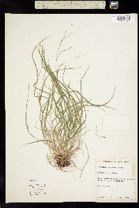 Image of Danthonia compressa