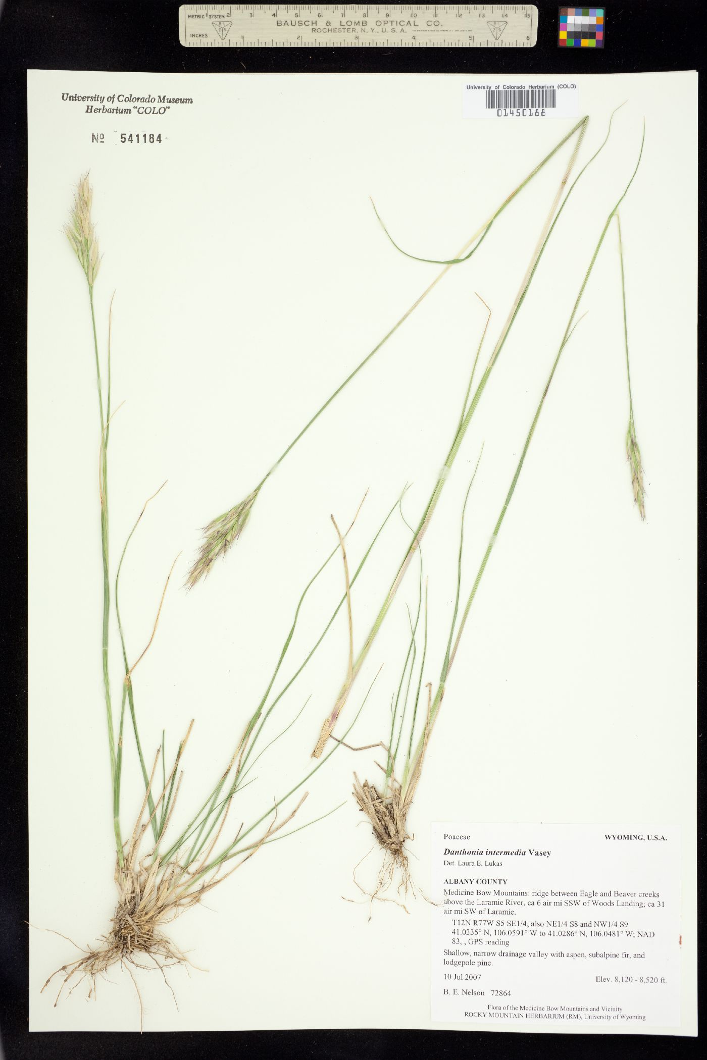 Danthonia intermedia image