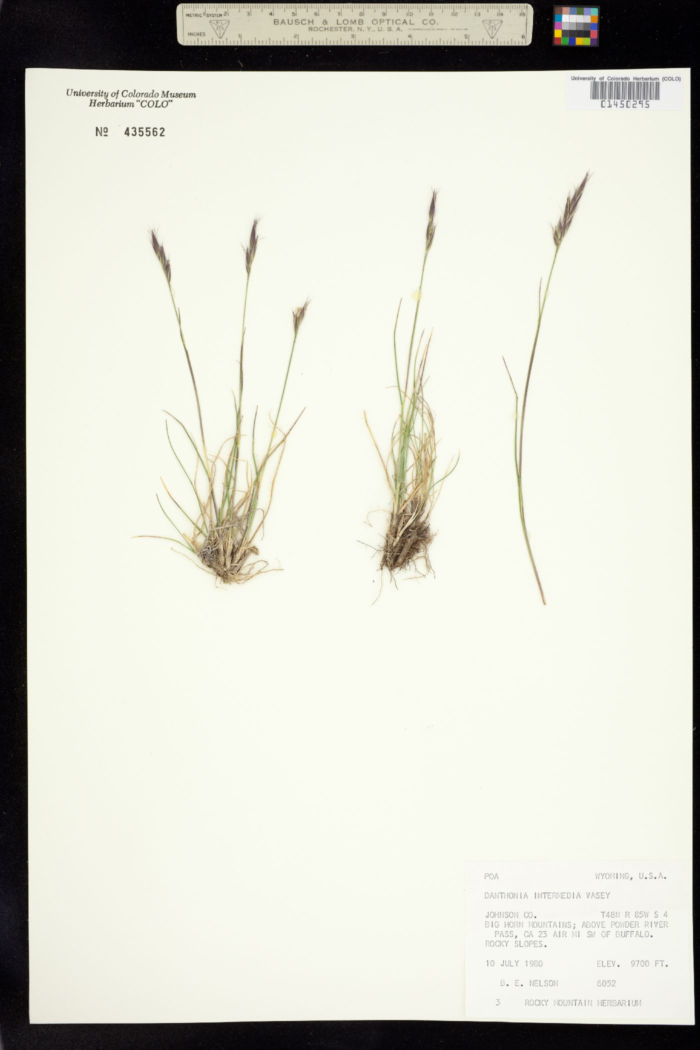 Danthonia intermedia image