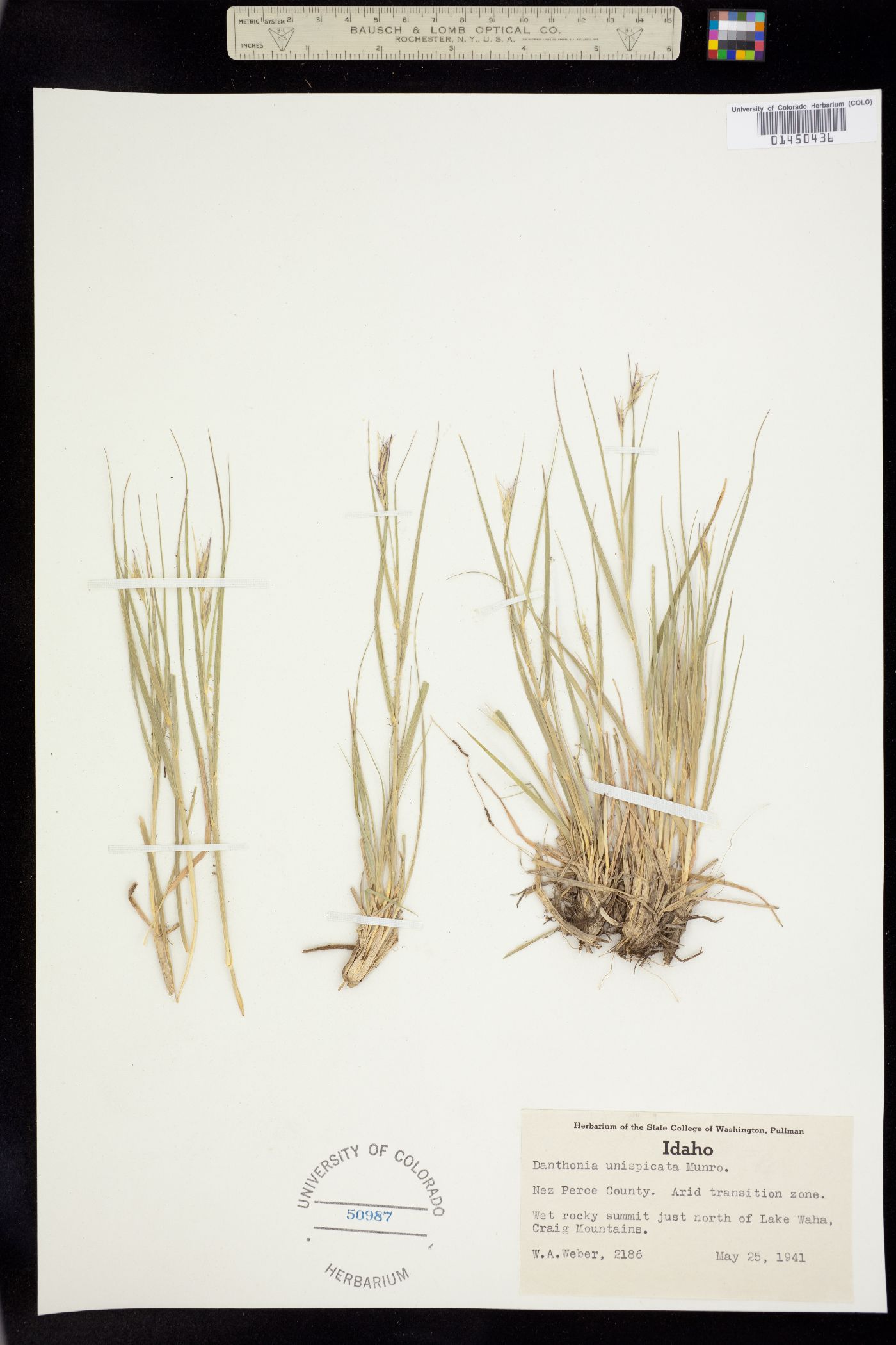 Danthonia intermedia image