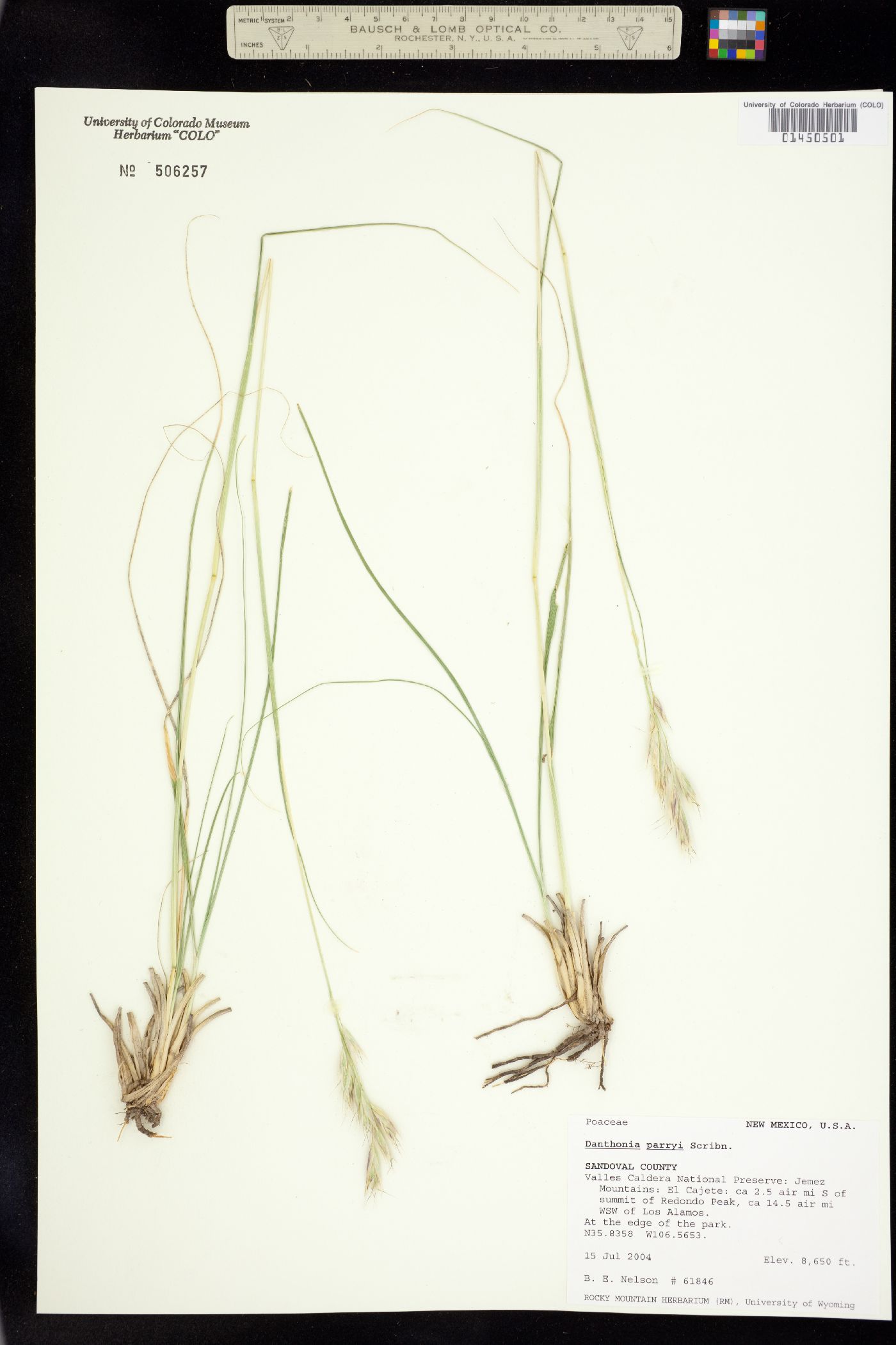 Danthonia parryi image