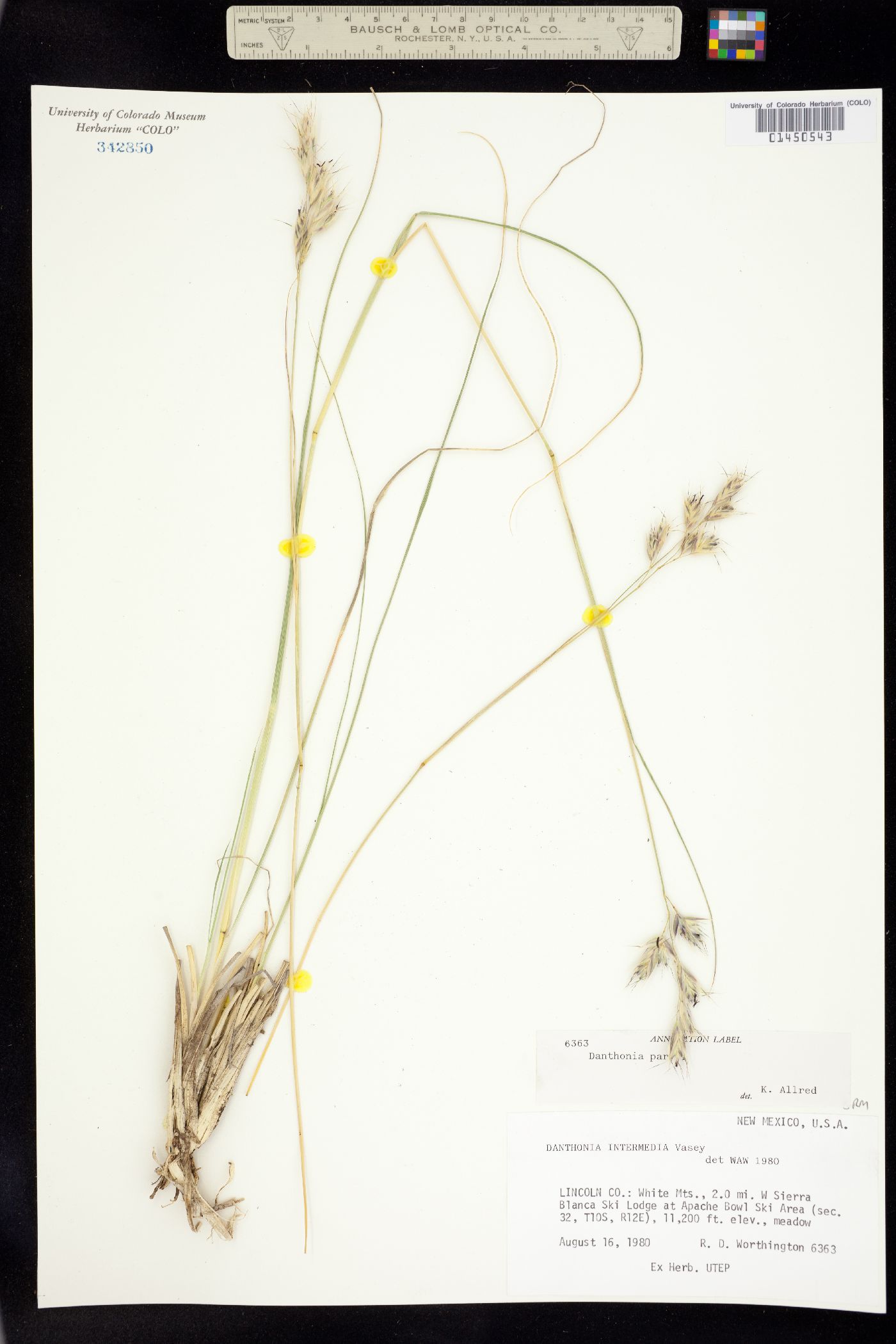 Danthonia parryi image