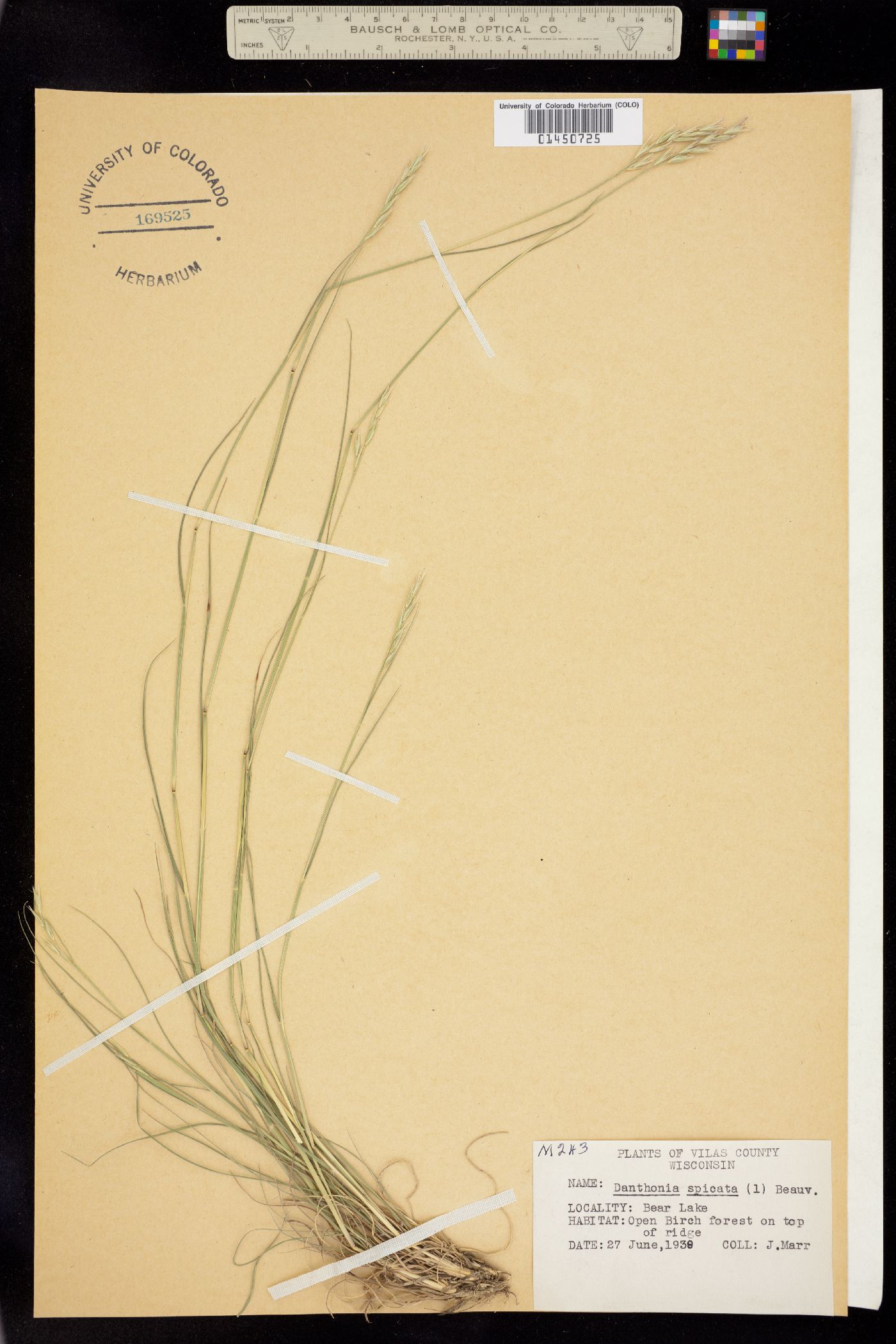 Danthonia spicata image