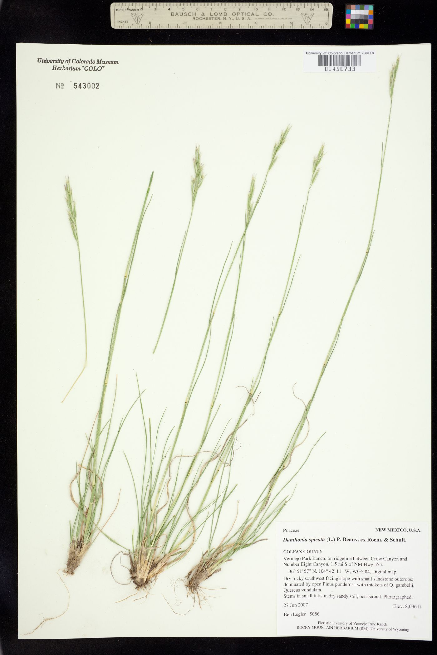 Danthonia image
