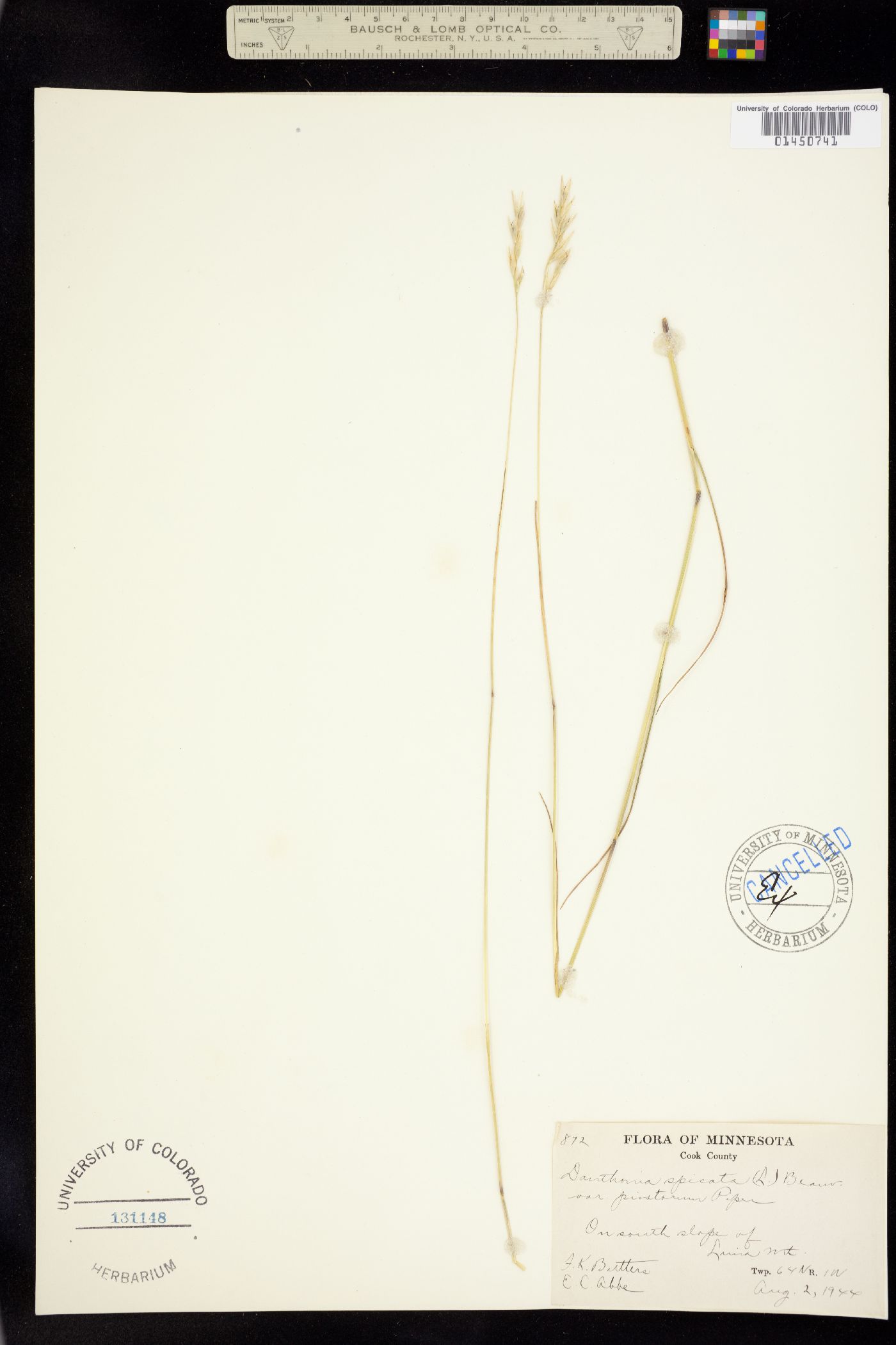 Danthonia spicata image