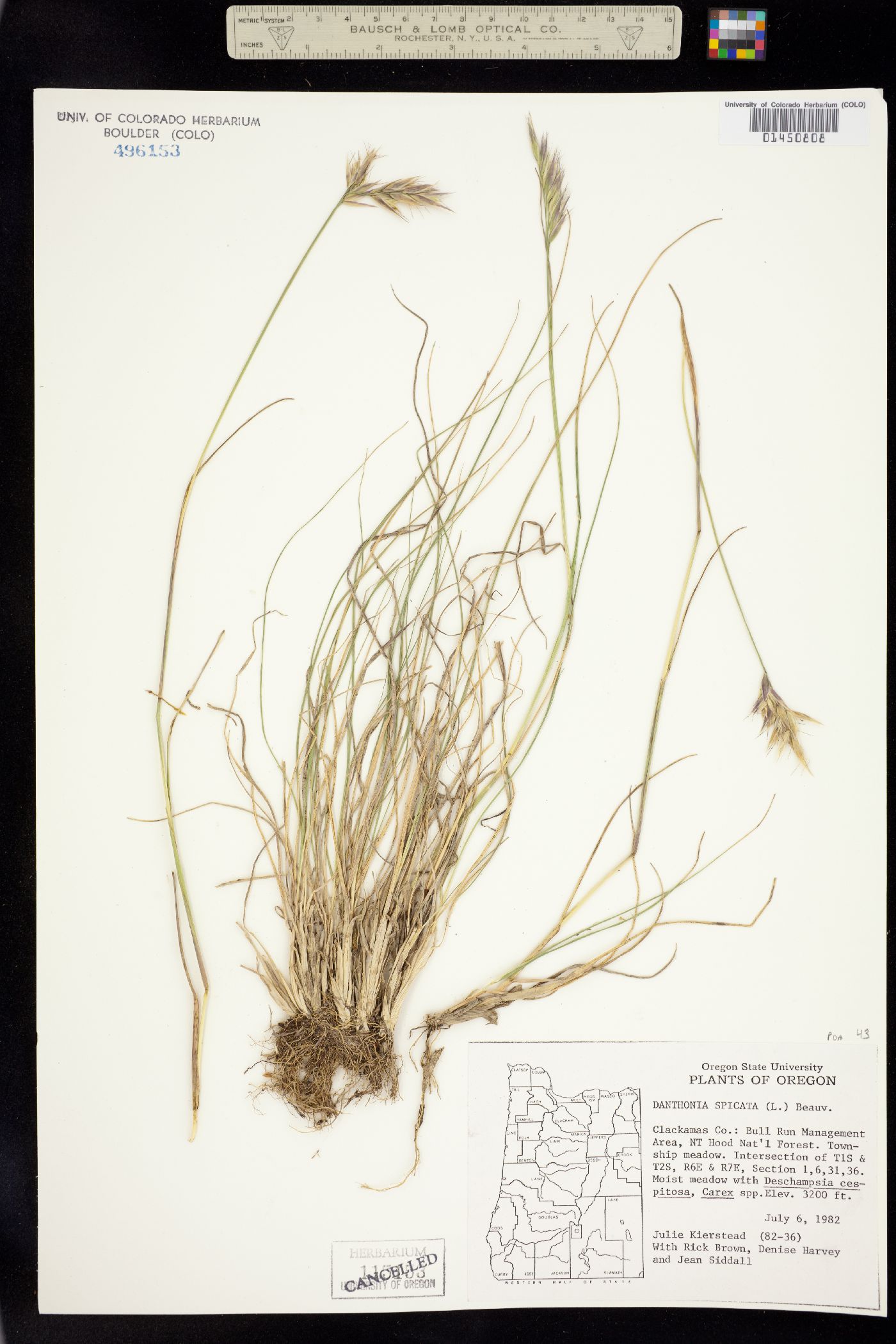 Danthonia spicata image