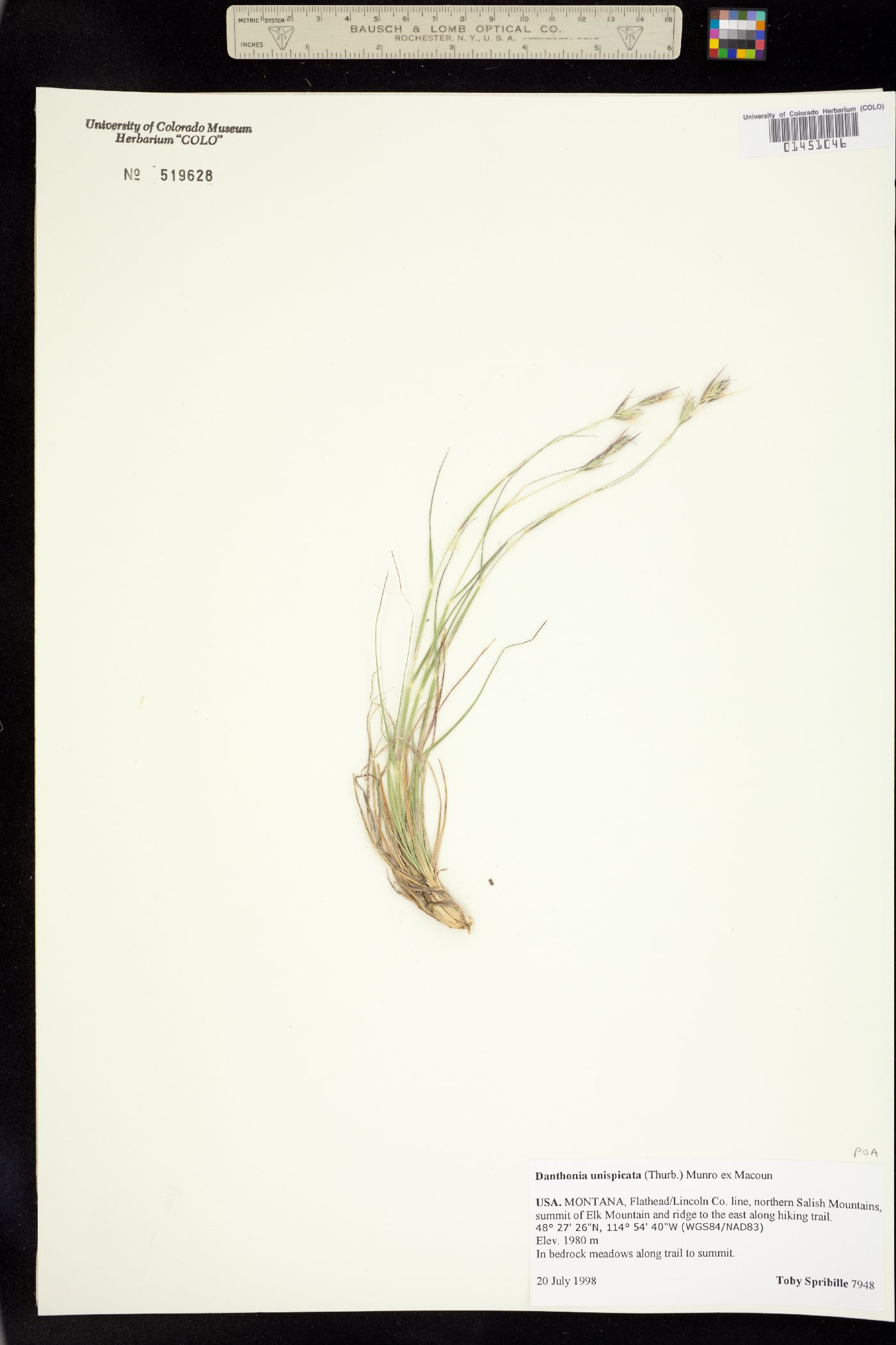 Danthonia unispicata image
