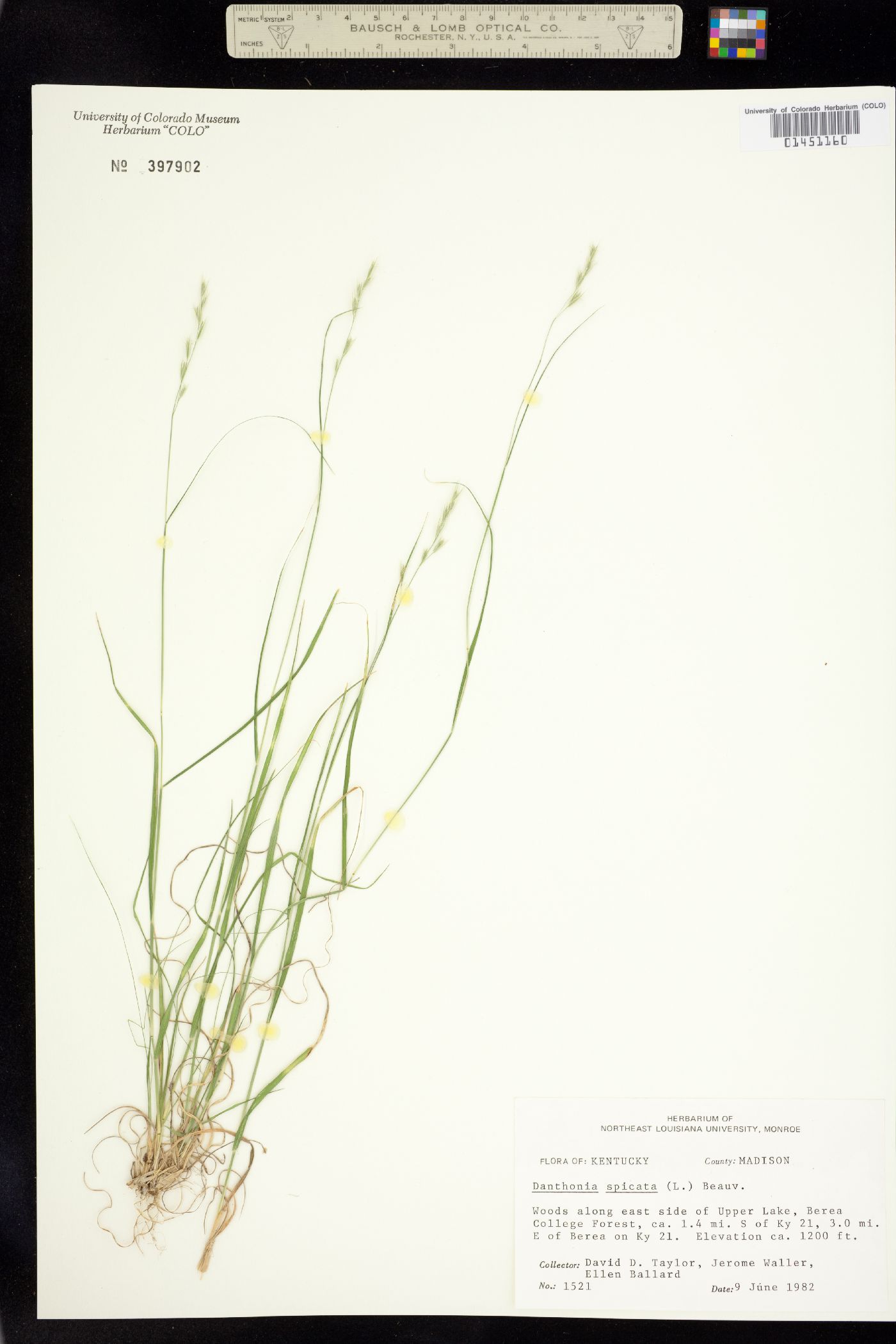 Danthonia spicata image