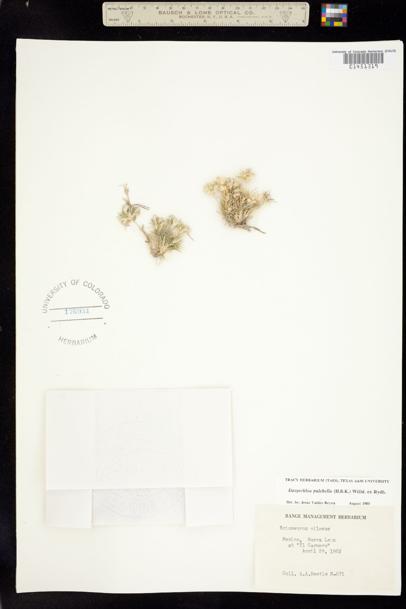 Dasyochloa pulchella image