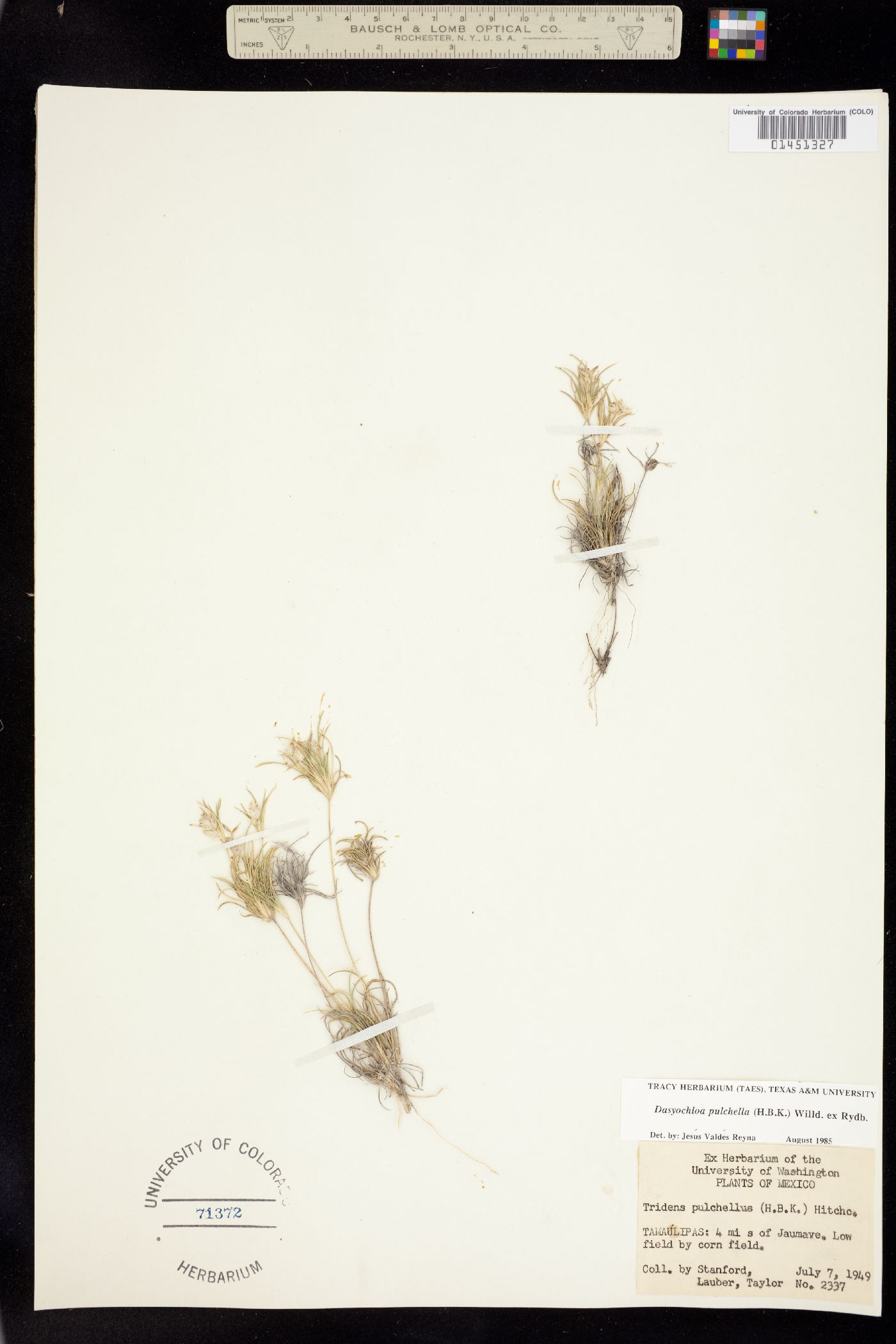 Dasyochloa pulchella image
