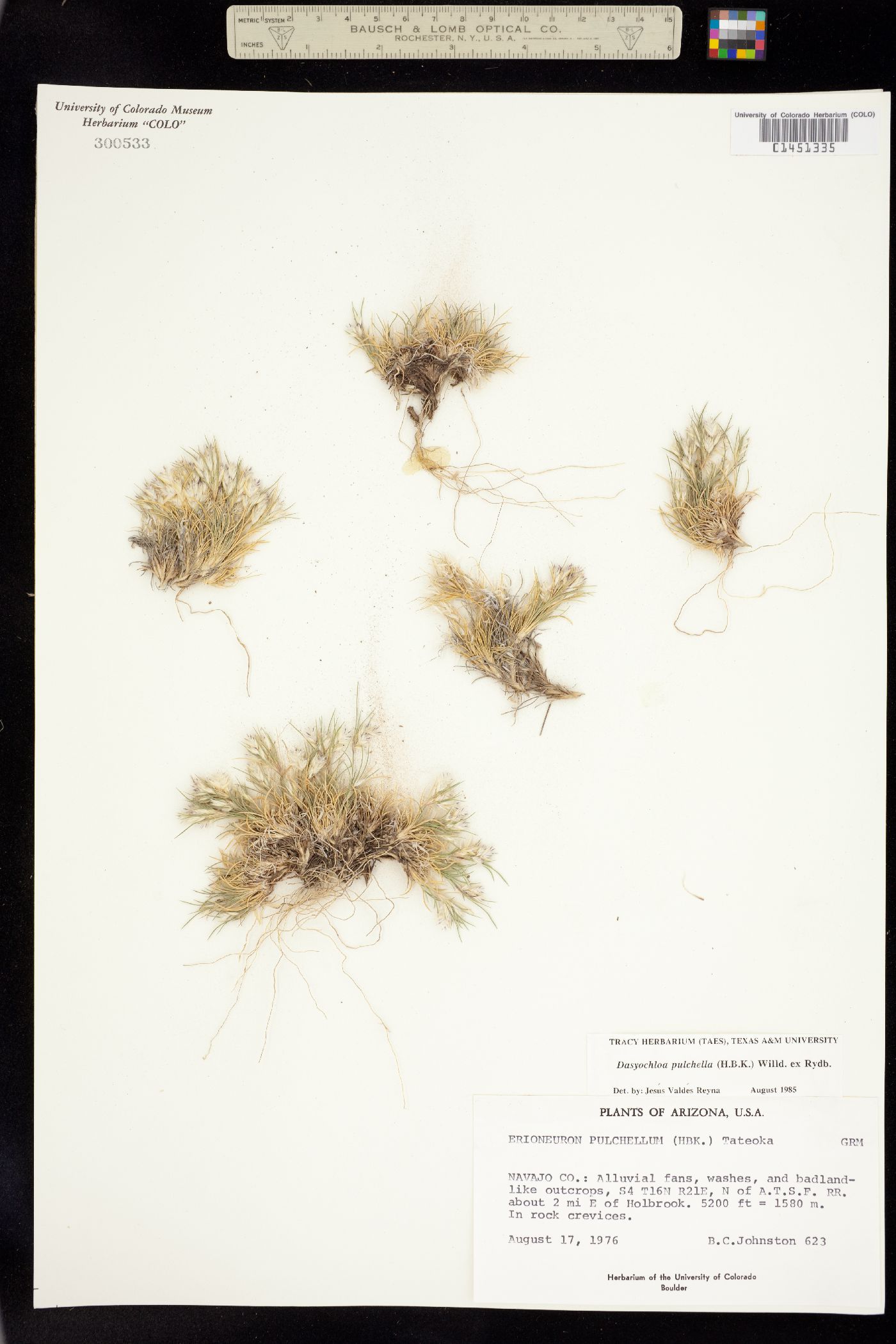 Dasyochloa pulchella image