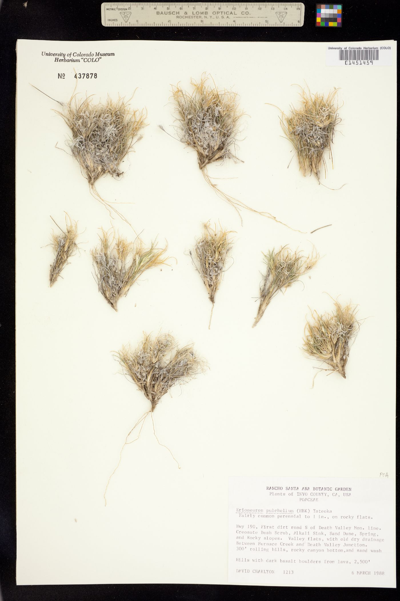 Dasyochloa pulchella image