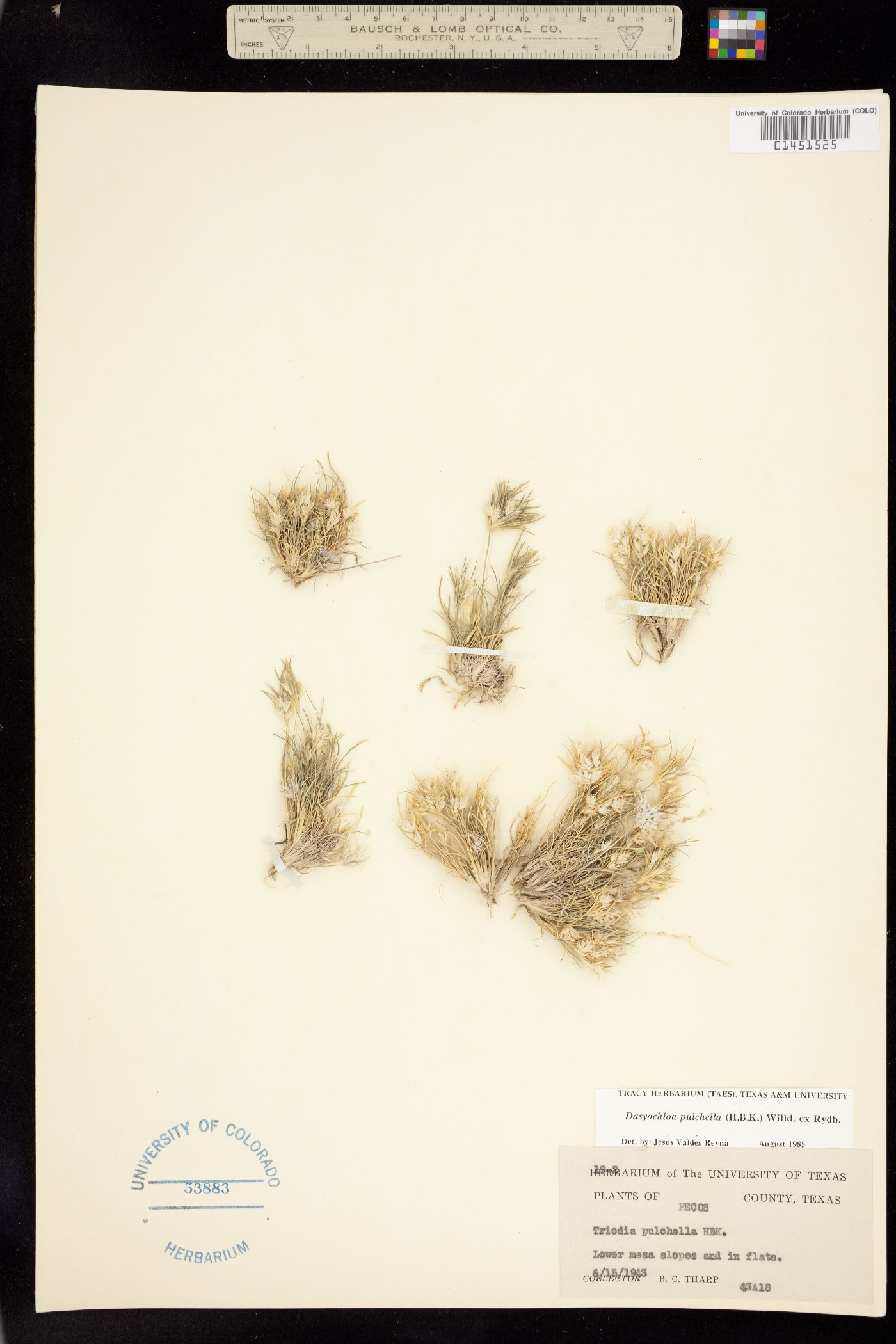 Dasyochloa pulchella image