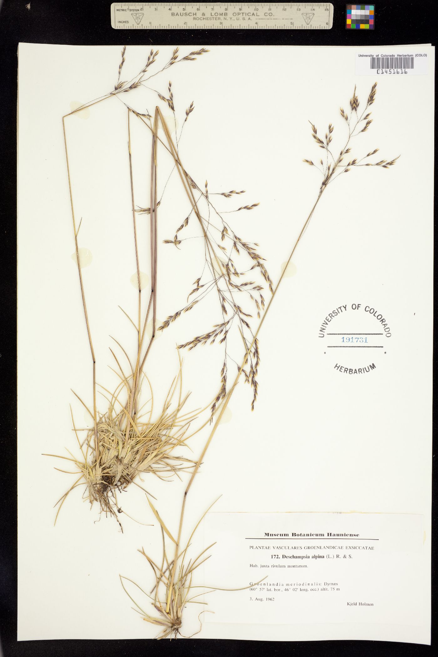 Deschampsia cespitosa var. alpina image