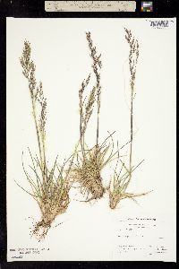 Deschampsia cespitosa var. alpina image