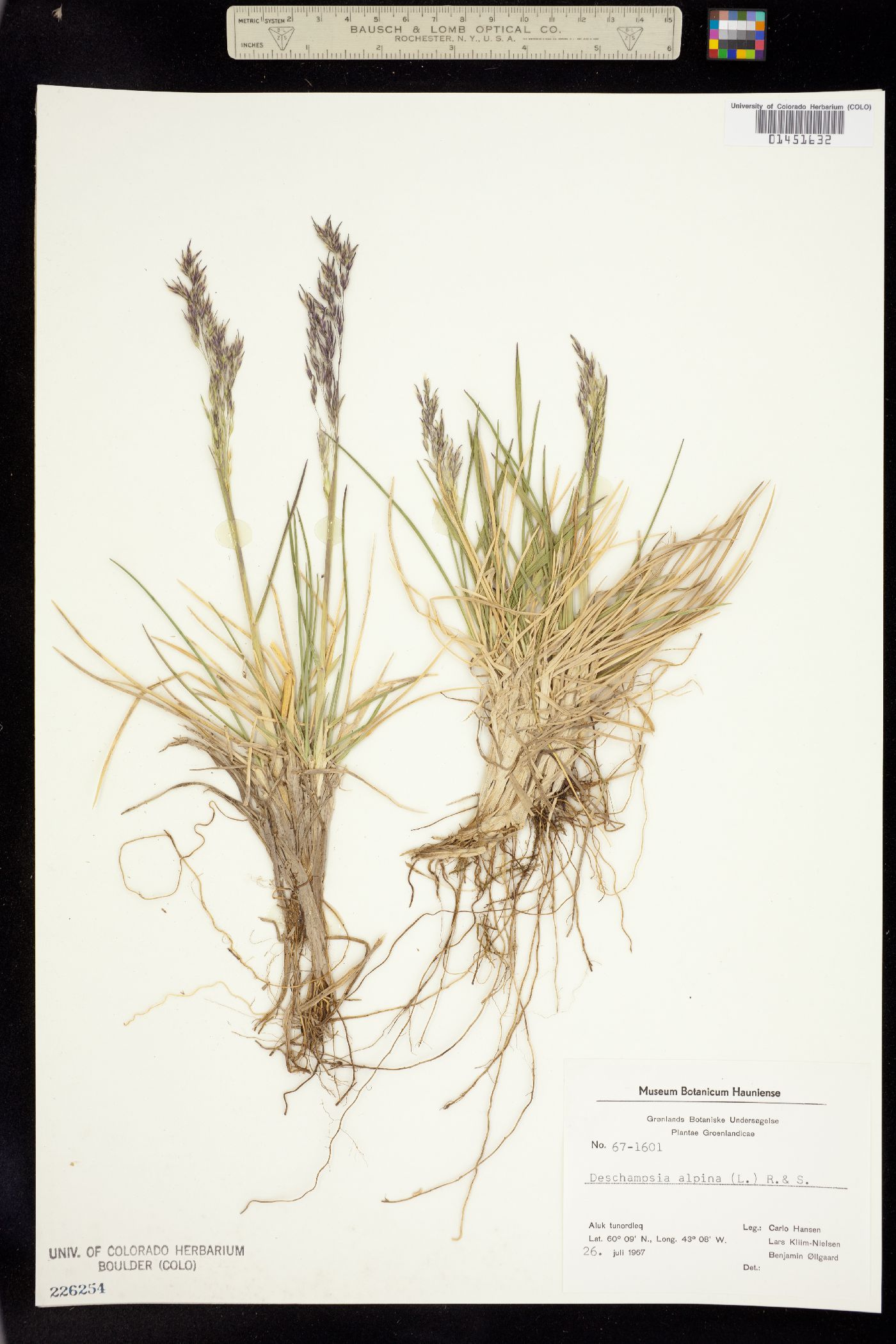 Deschampsia cespitosa var. alpina image