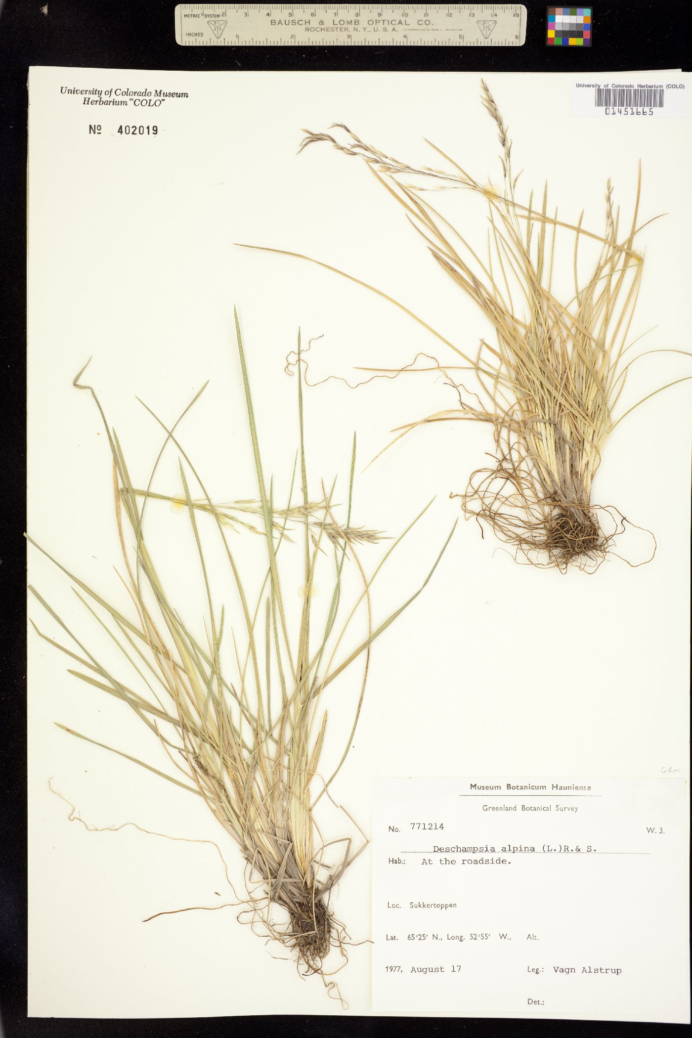 Deschampsia cespitosa image