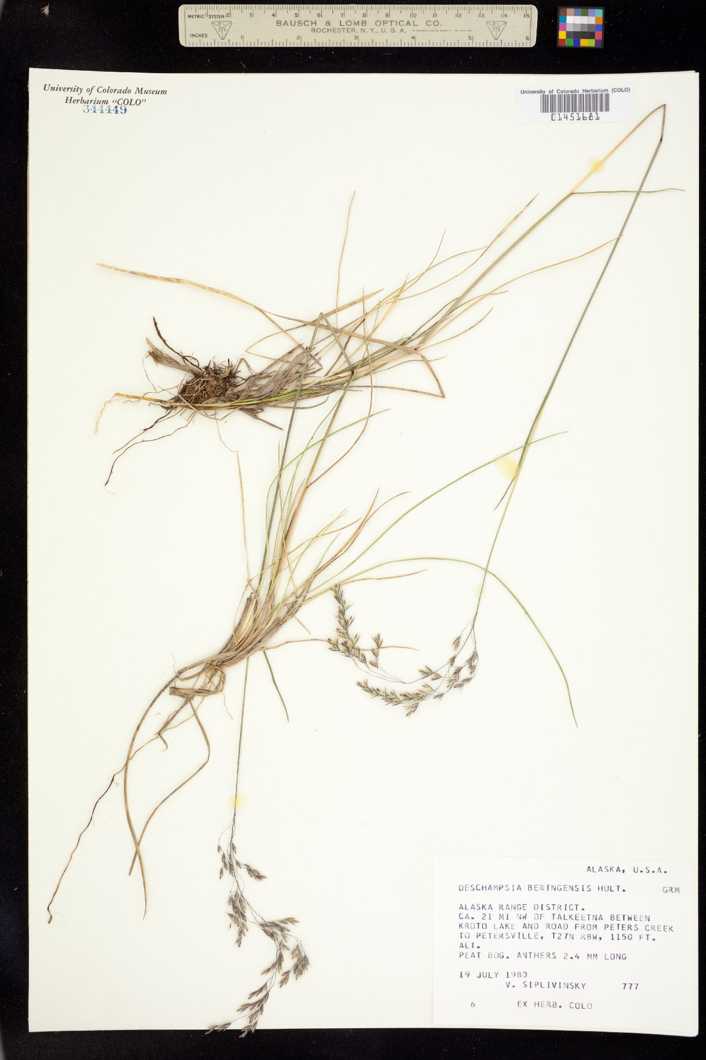 Deschampsia cespitosa ssp. beringensis image