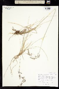 Deschampsia cespitosa ssp. beringensis image