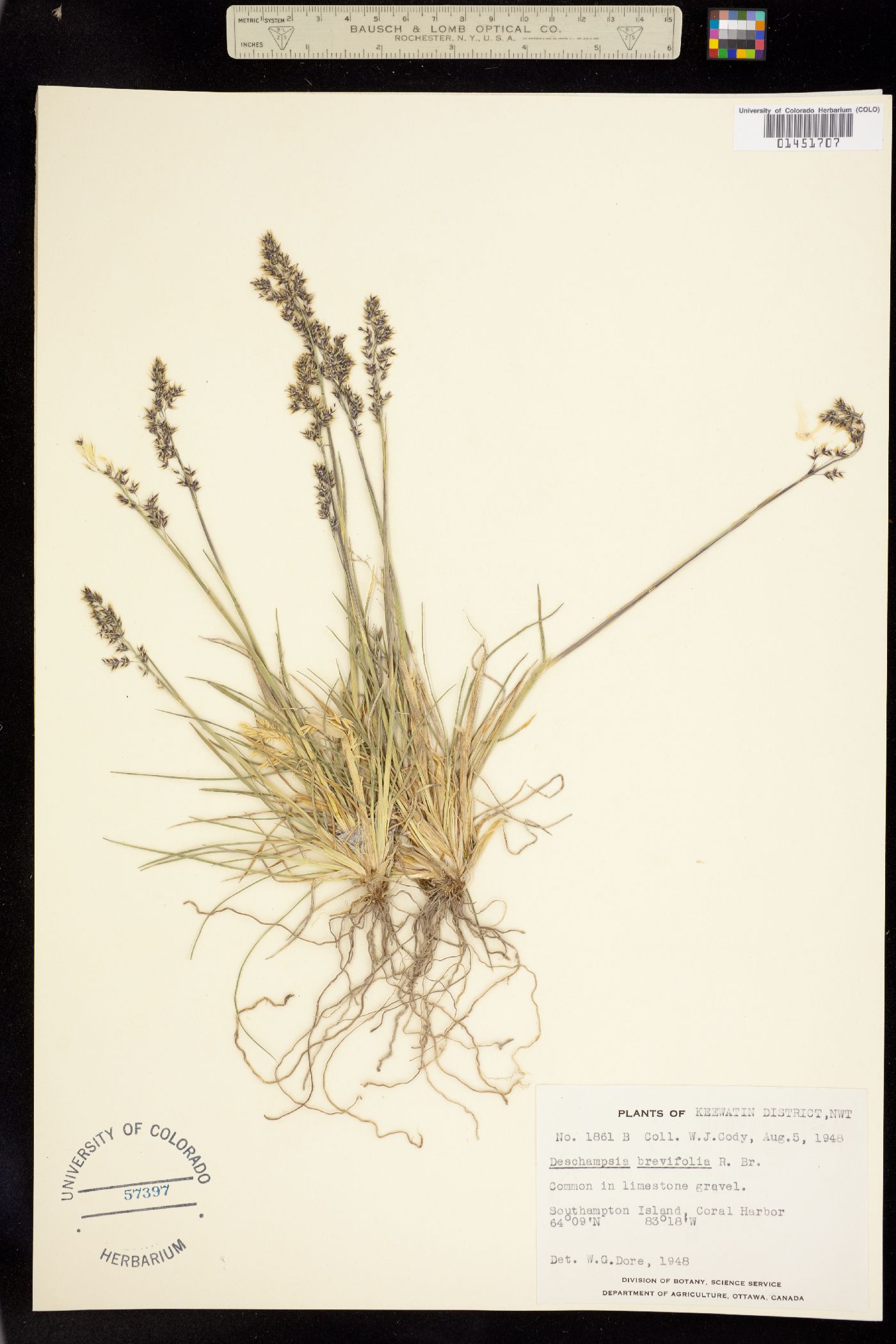 Deschampsia brevifolia image
