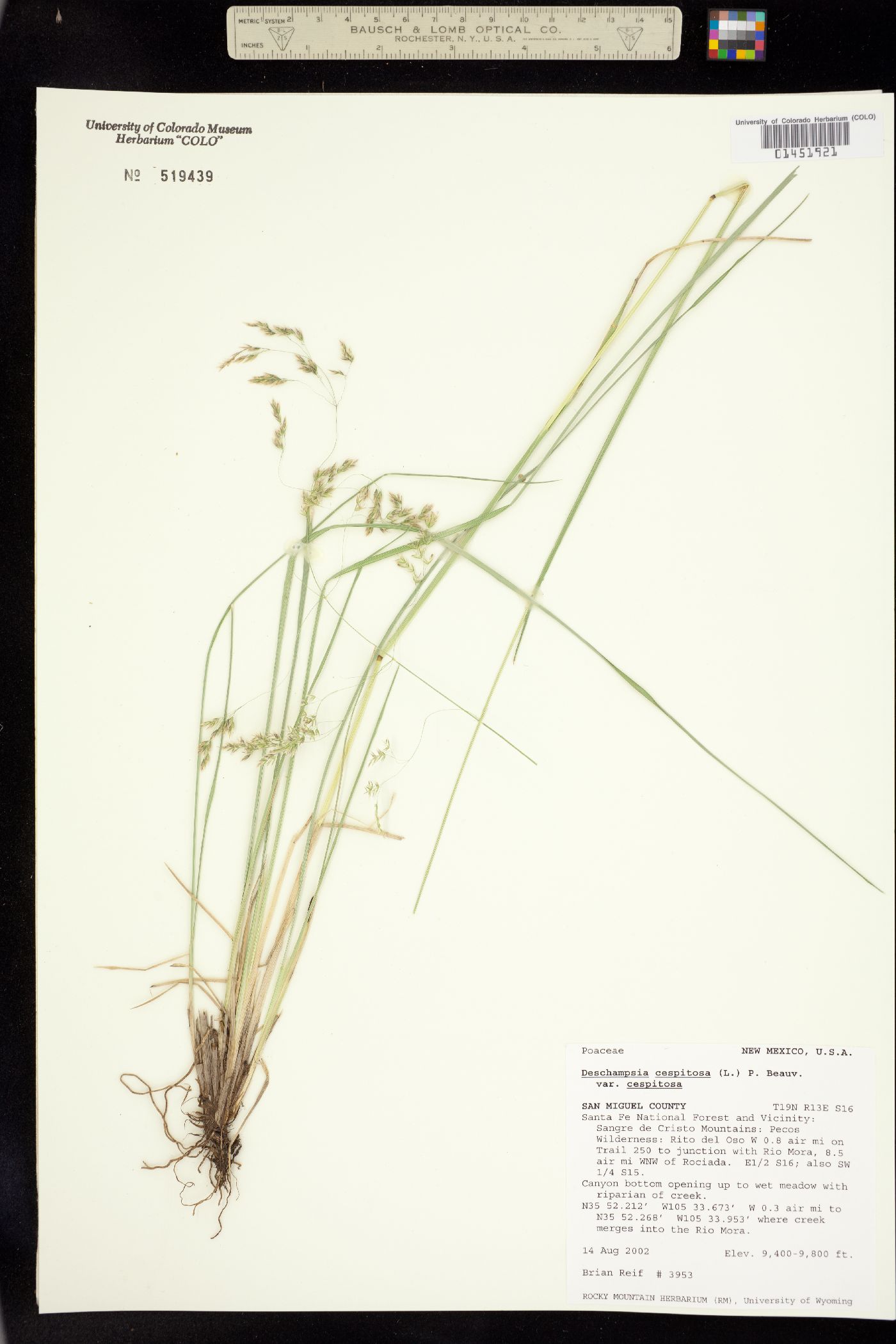 Deschampsia image