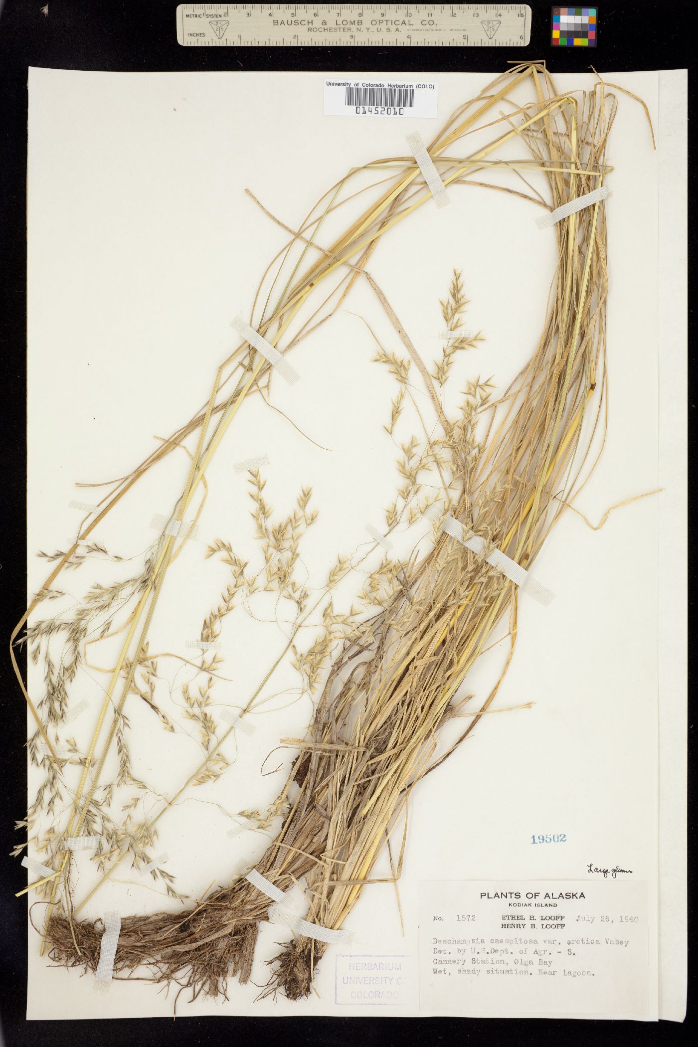 Deschampsia cespitosa image