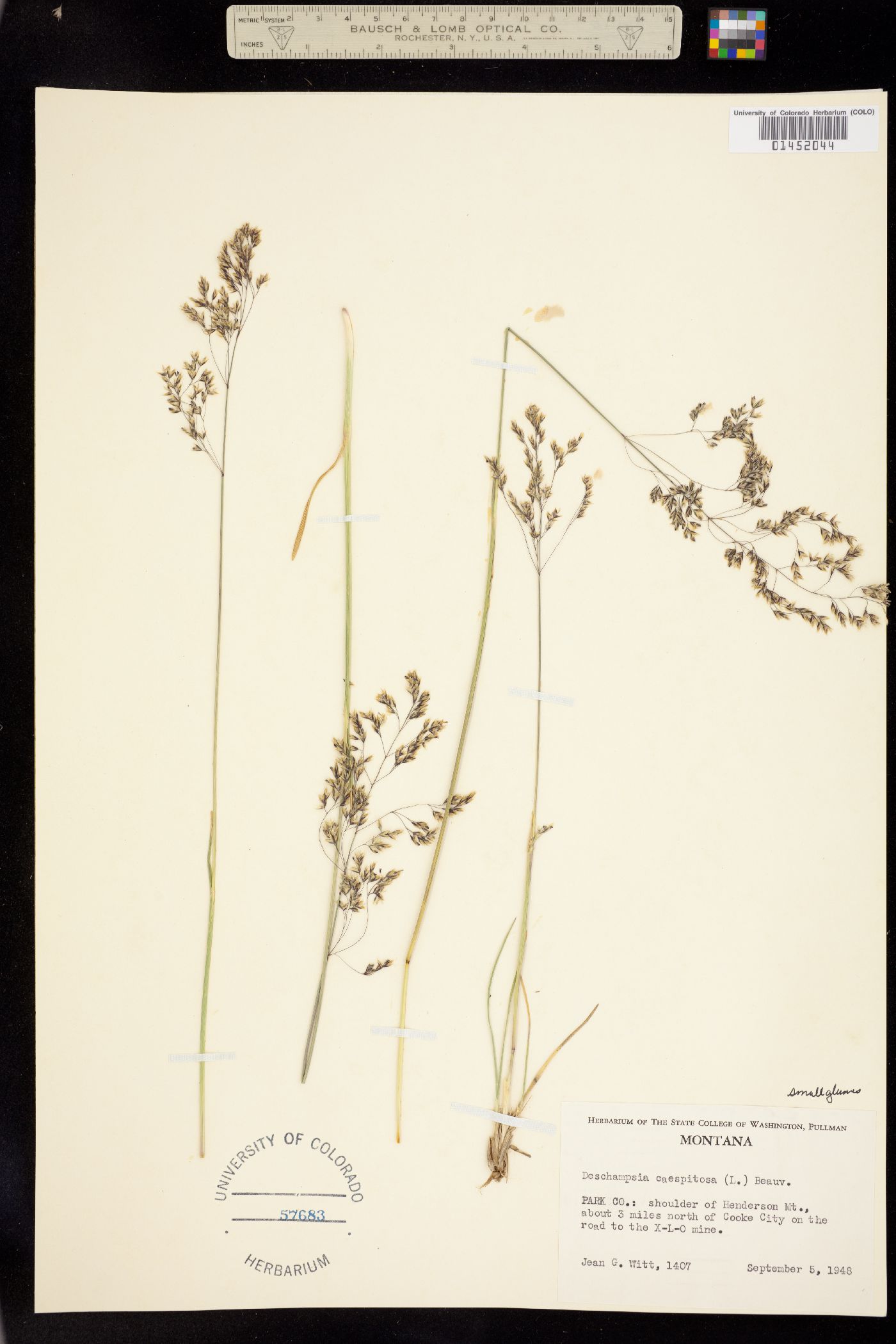Deschampsia image