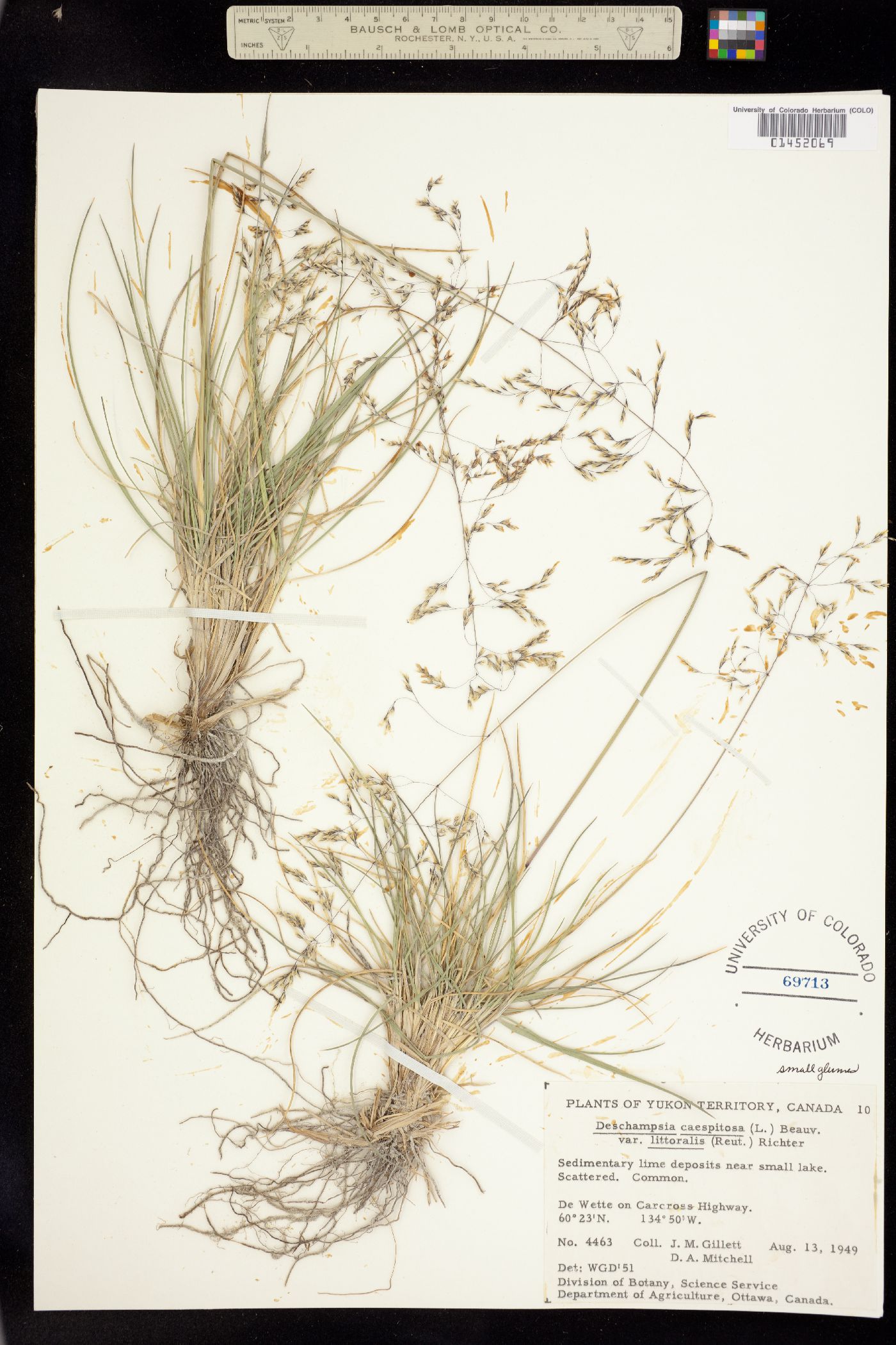 Deschampsia cespitosa image